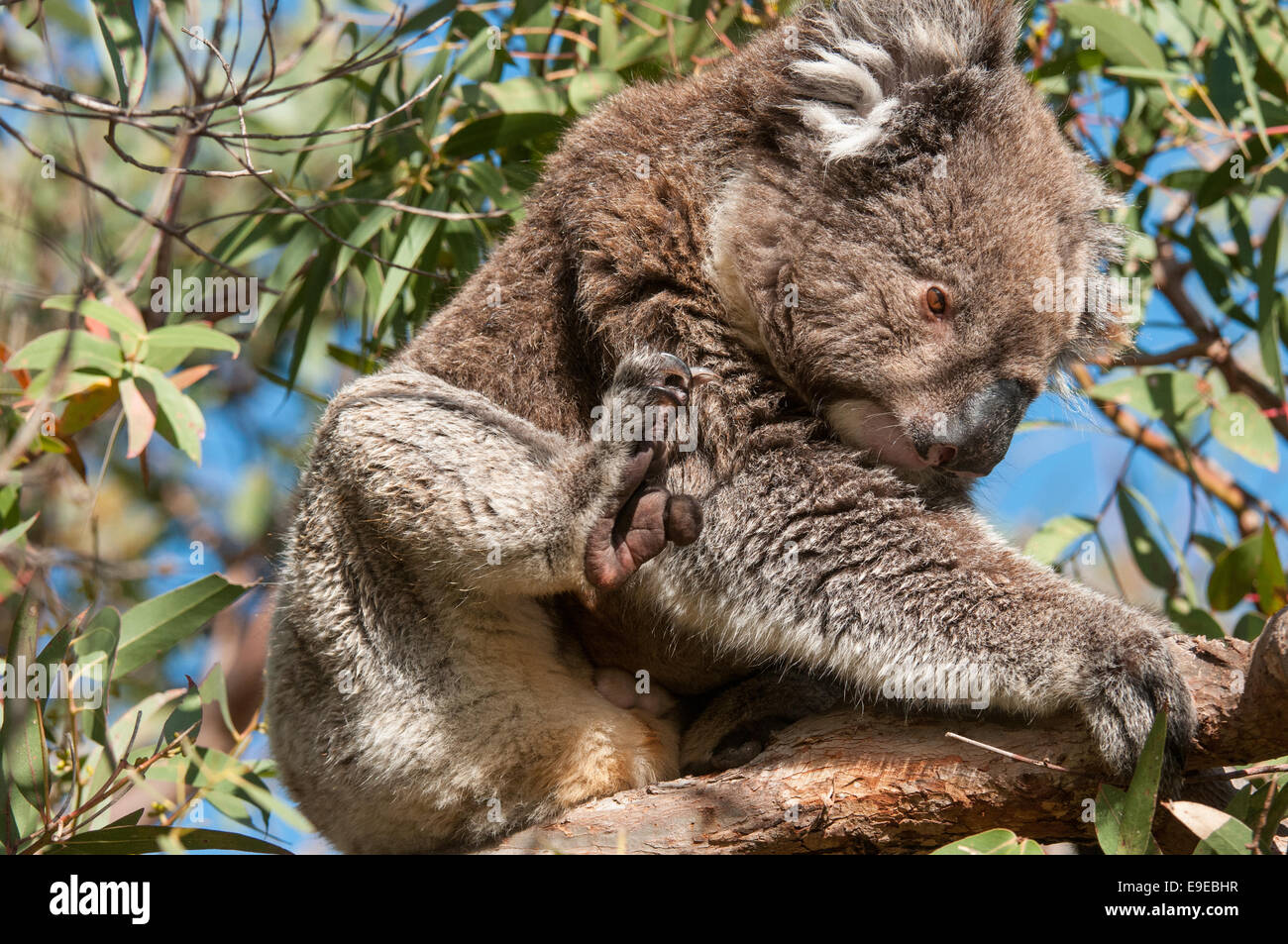 Koala scratch hi-res stock photography and images - Alamy