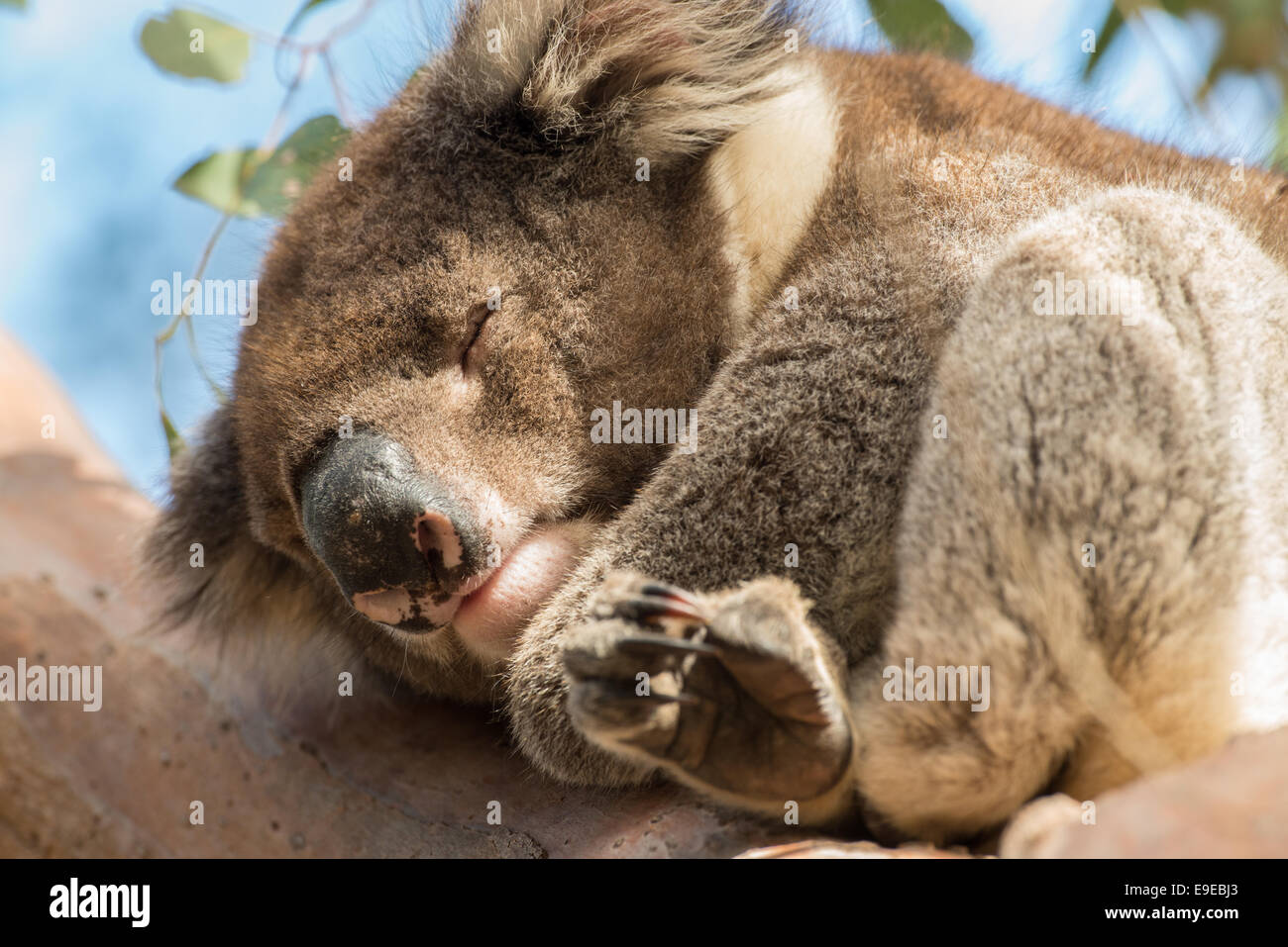 Stock photo of a koala resting in a eucalyptus tree, Australia Stock ...