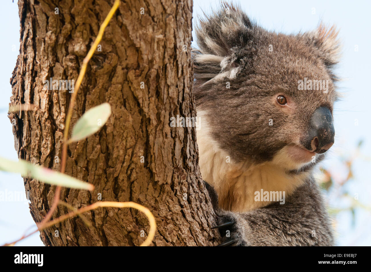 Stock photo of a koala peering from behind a tree Stock Photo