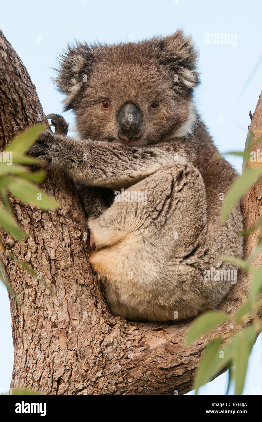 Stock photo of a koala resting in a eucalyptus tree, Australia Stock ...