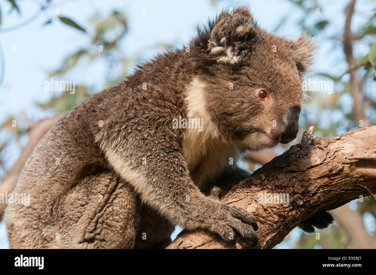 Koala on branch hi-res stock photography and images - Alamy