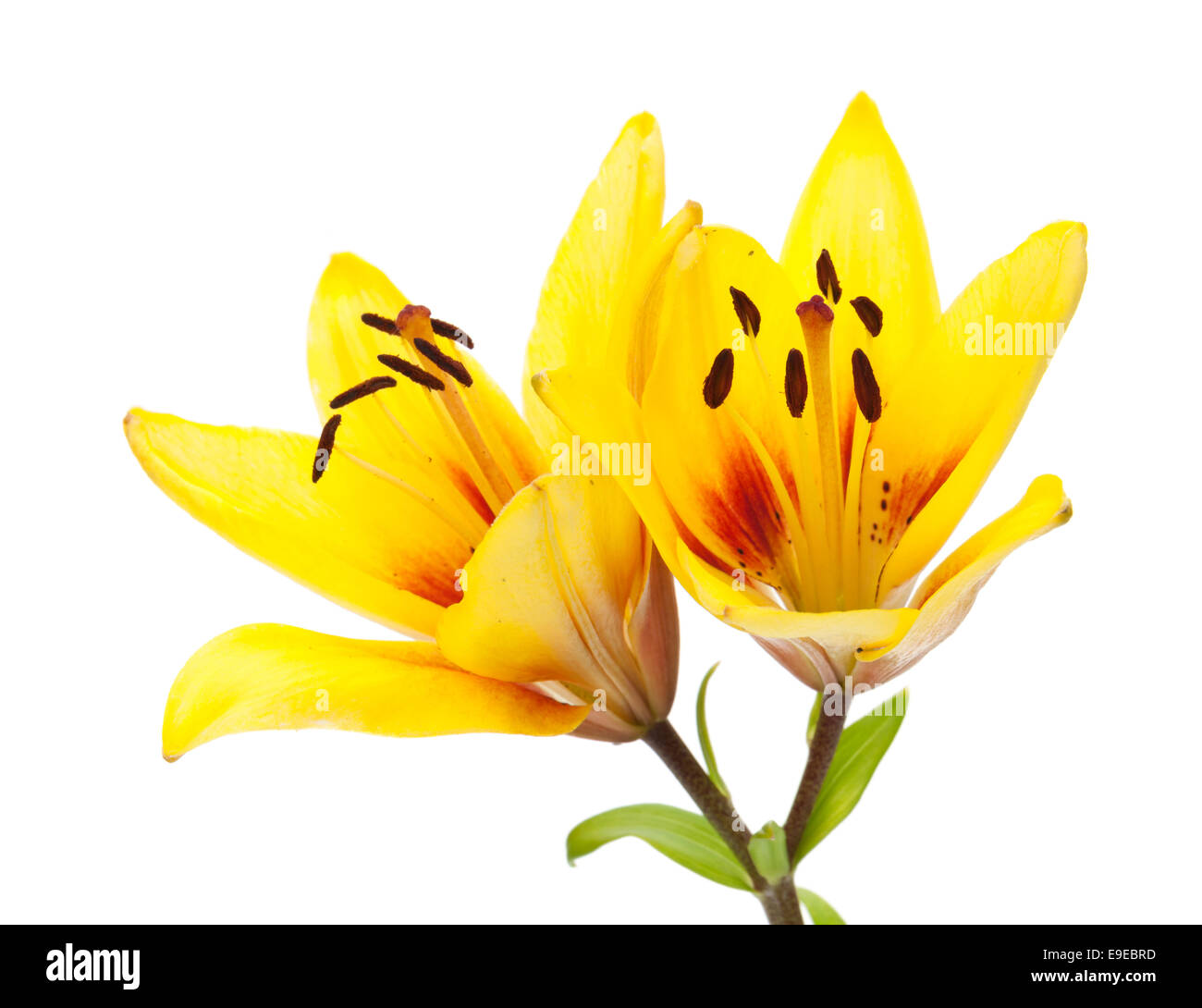 Yellow lily flower. Isolated on white background Stock Photo - Alamy