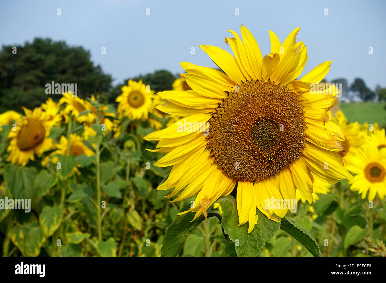 Sunflowers. Disambiguation. Stock Photo