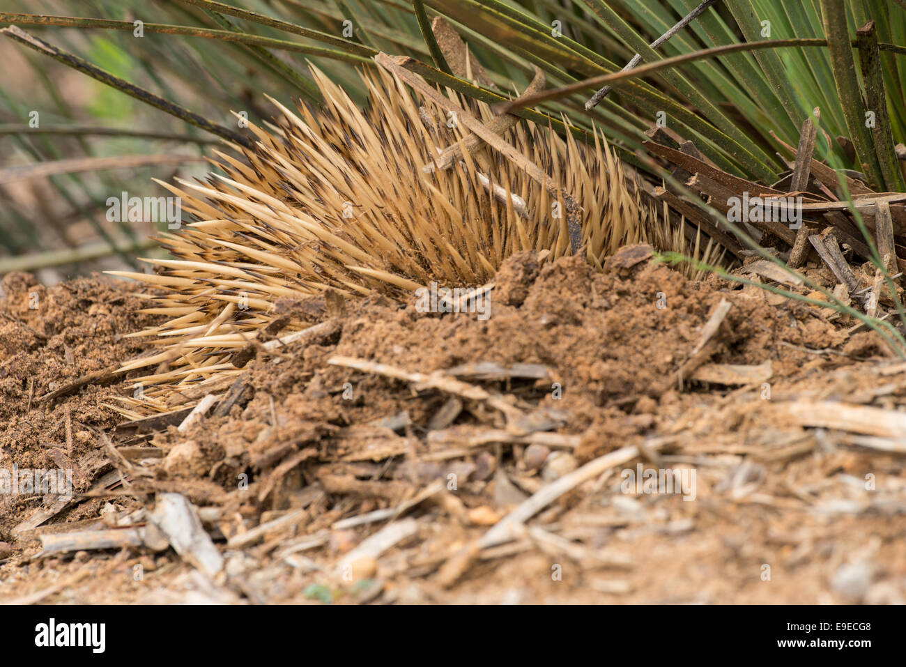 Stock photo of an echidna burrowing. Stock Photo