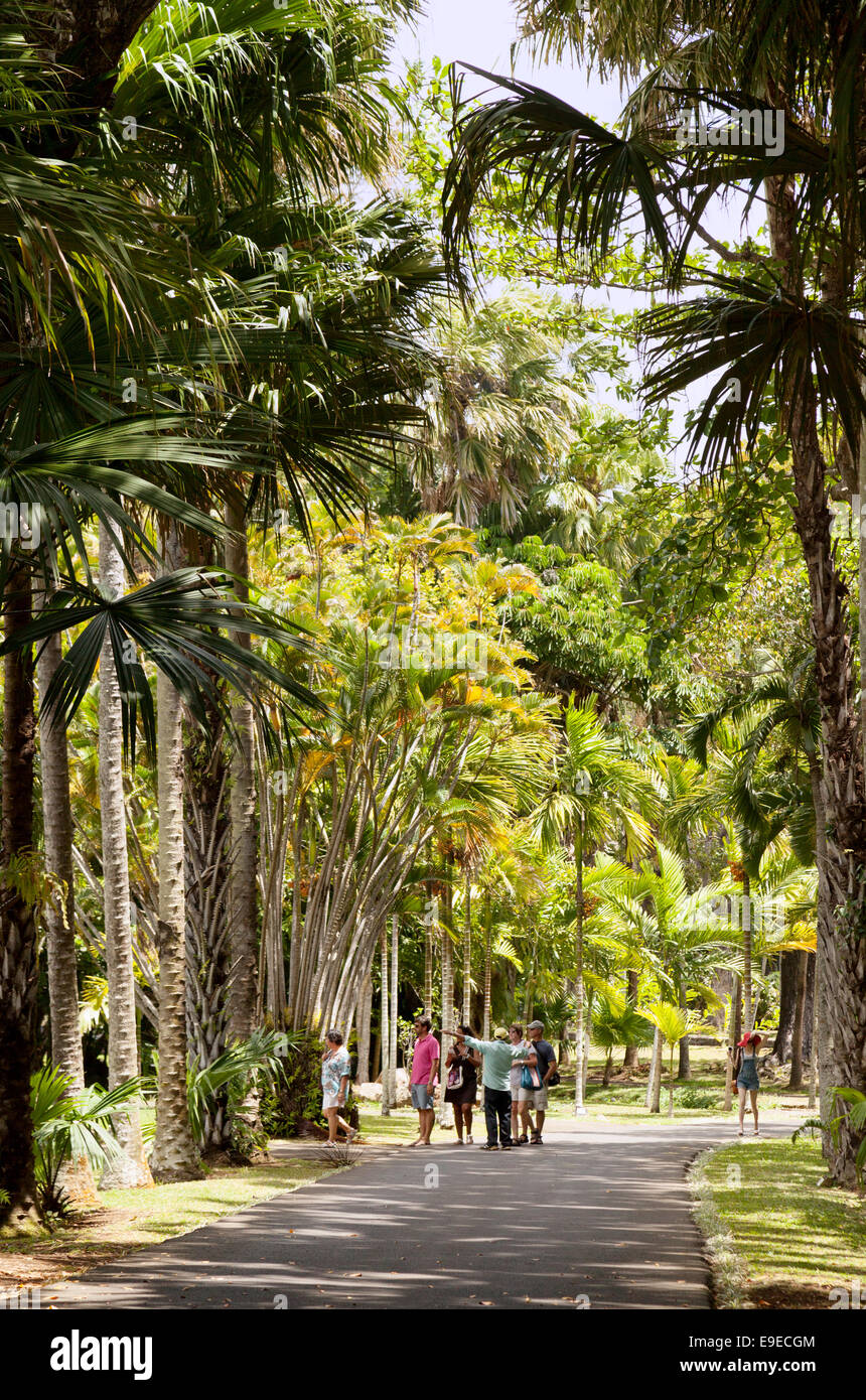 The Sir Seewoosagur Ramgoolam Botanical Gardens, Pamplemousses, Mauritius Stock Photo