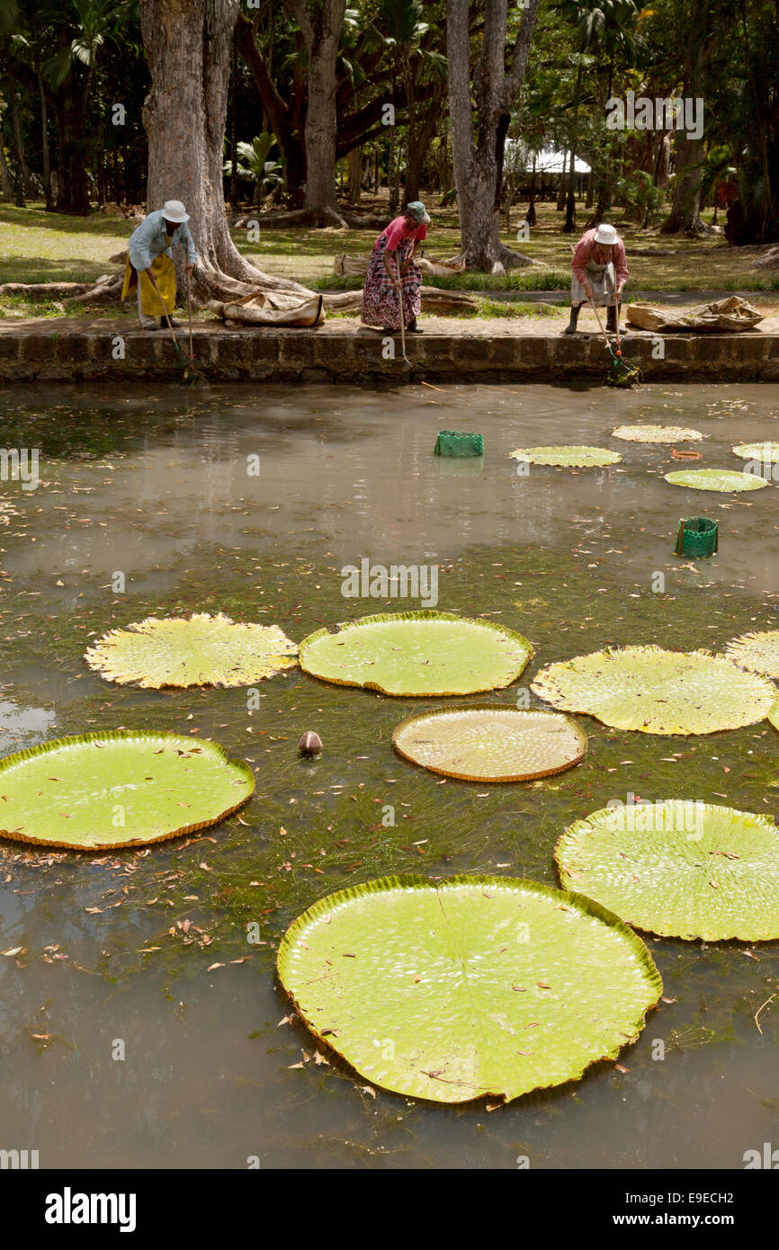 Local mauritian women working to remove the algae from the giant water lily pond, The Botanical Garden, Mauritius Stock Photo
