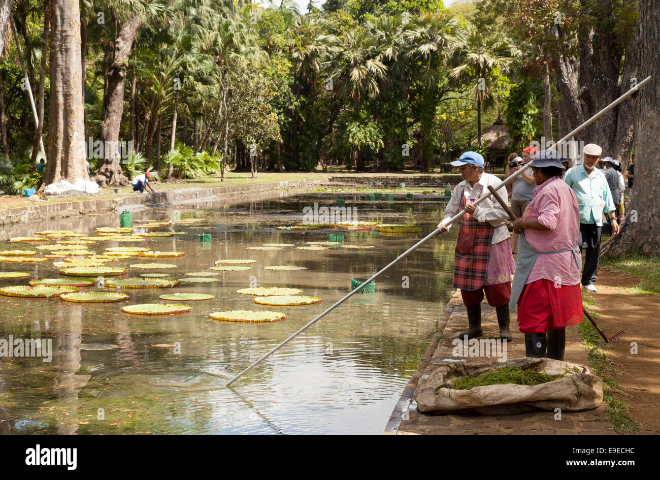 Local Mauritian women workers removing the algae from the lily pond, The Sir Seewoosagur Ramgoolam Botanical Gardens, Mauritius Stock Photo