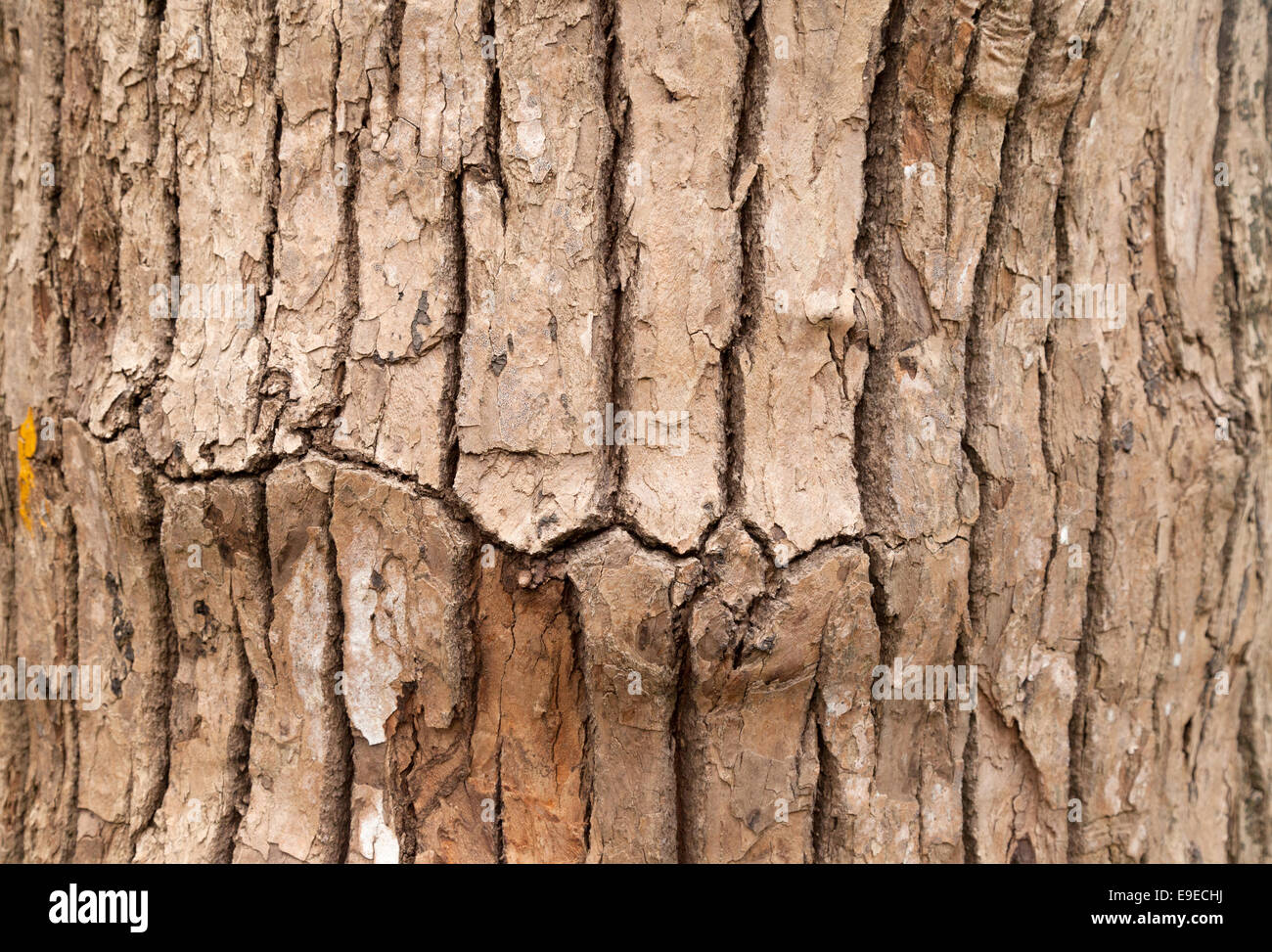 Close up of the bark of the Camphor tree, Cinnamomum camphora, also known as camphorwood or camphor laurel, growing in Mauritius Stock Photo