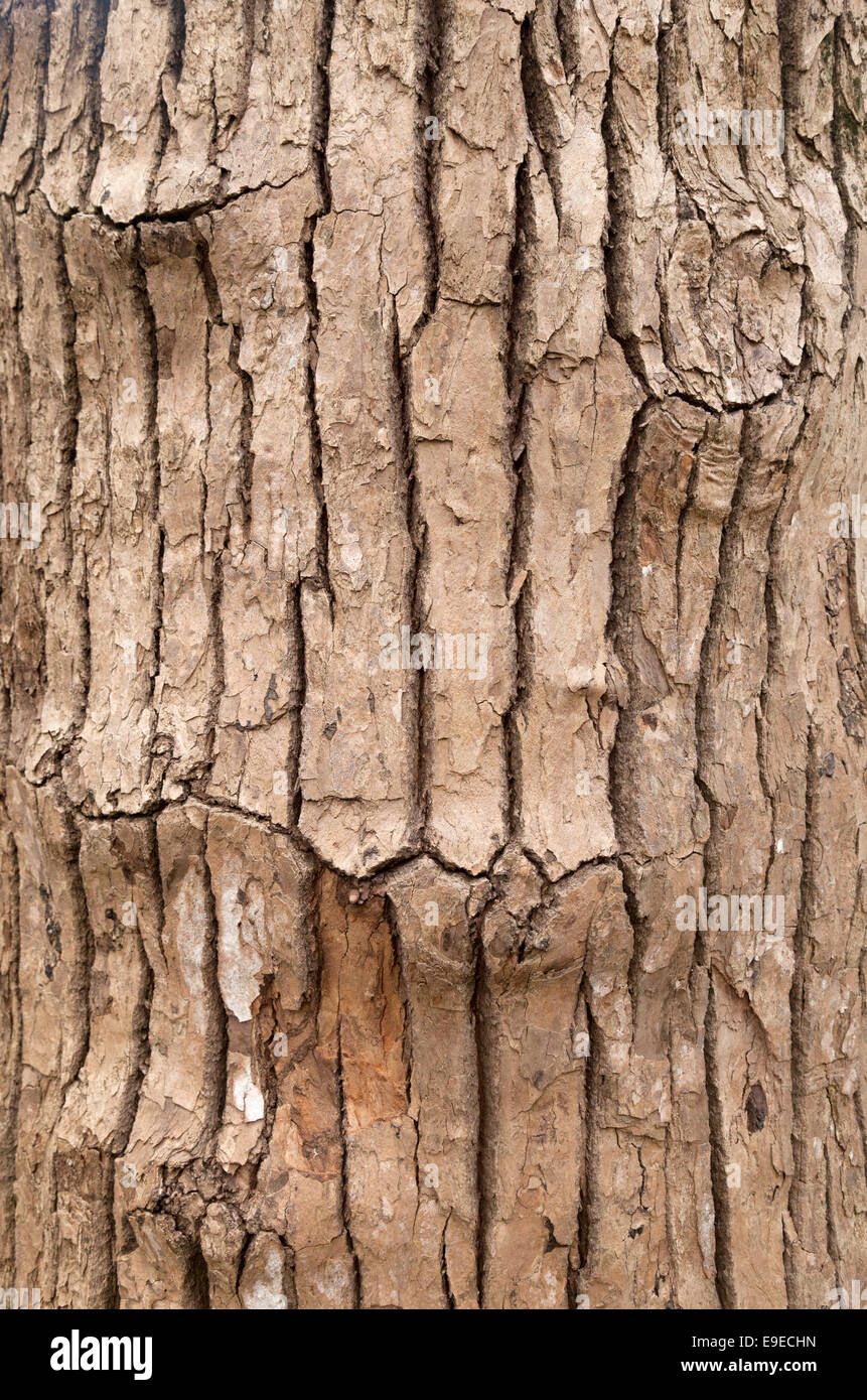 Close up of the bark of the Camphor tree, Cinnamomum camphora, also known as camphorwood or camphor laurel, growing in Mauritius Stock Photo