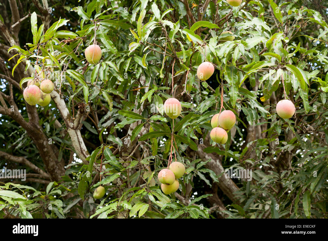 Common Mango tree -  Mangifera indica - with ripe mango fruits, Mauritius Stock Photo