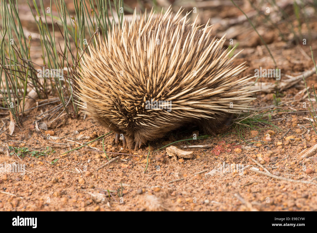 Stock photo of an echidna digging, looking for ants. Stock Photo