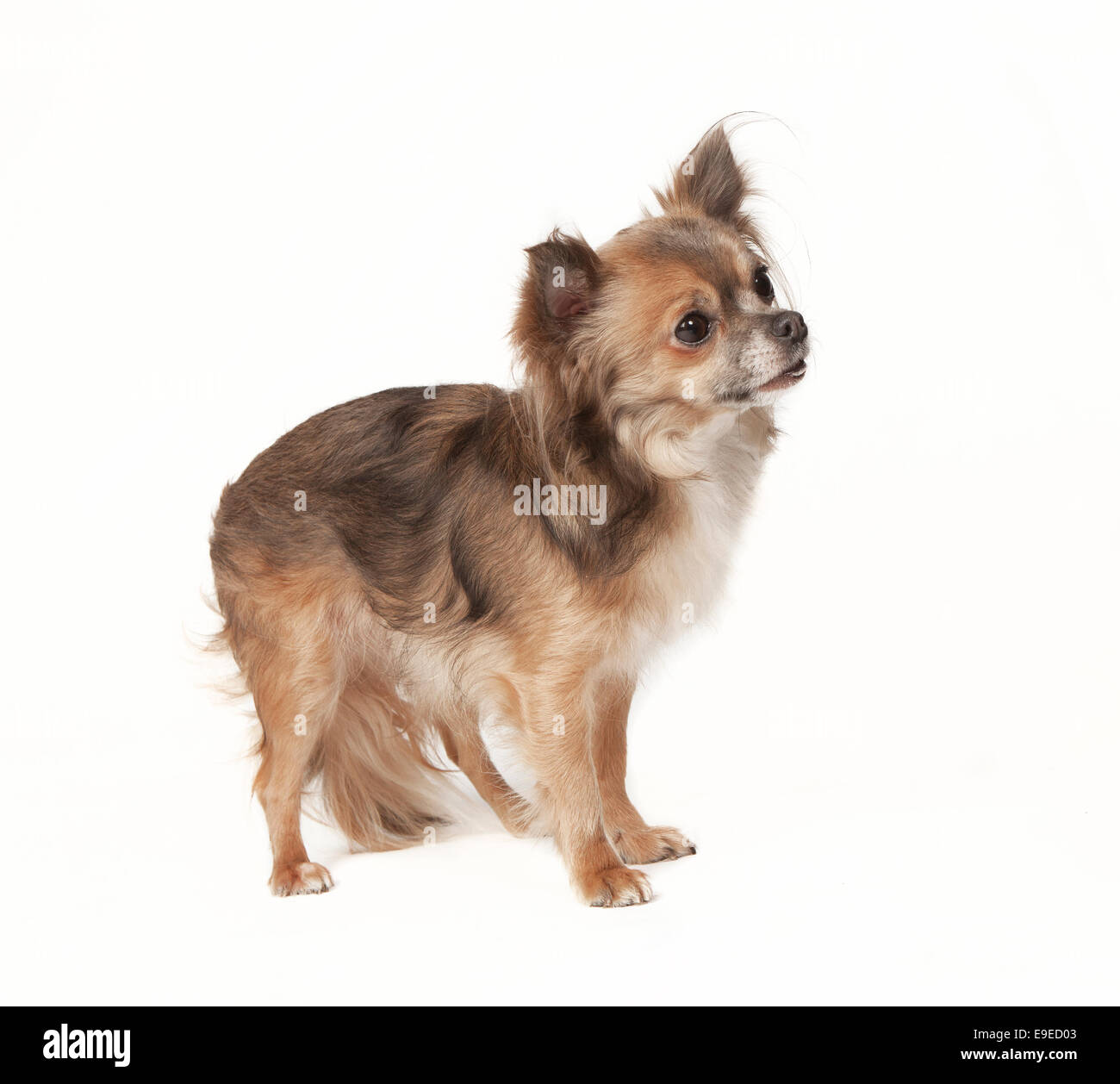 Chocolate and white chihuahua puppy hi-res stock photography and images -  Alamy