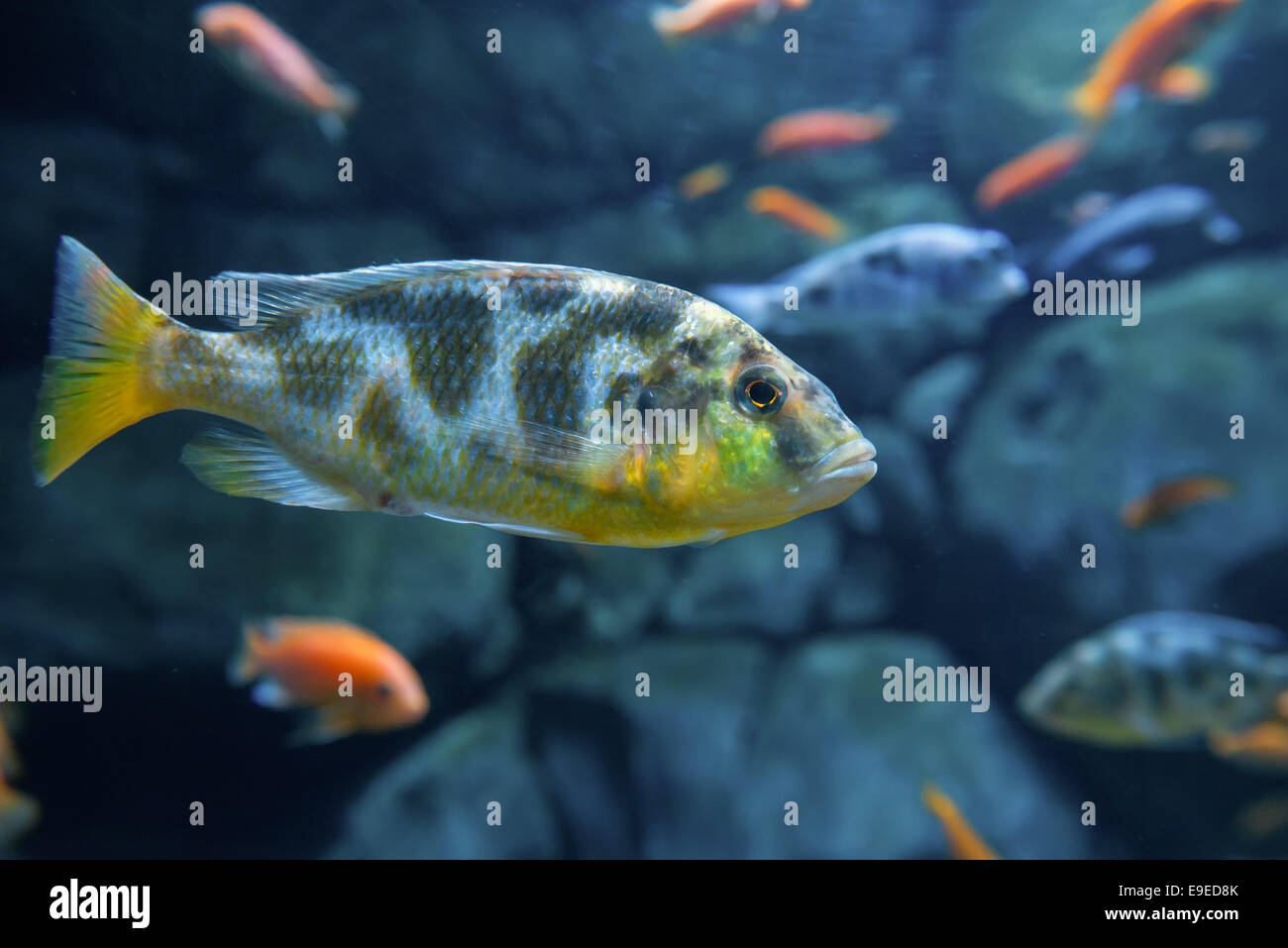 Aquarium fish with yellow fins and tail, on the background of their cousins Stock Photo