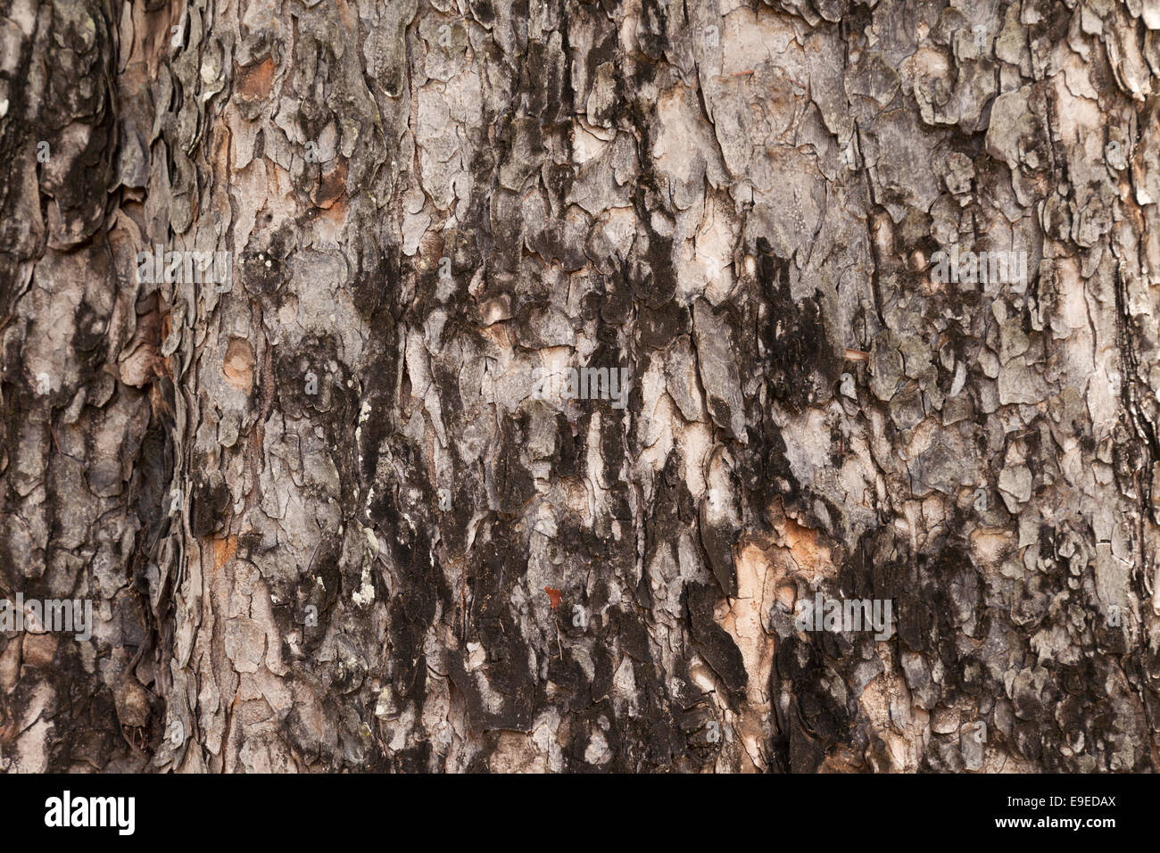 Close up of bark, the West Indian Mahogany tree,  Swietenia mahagoni, growing in Mauritius Stock Photo