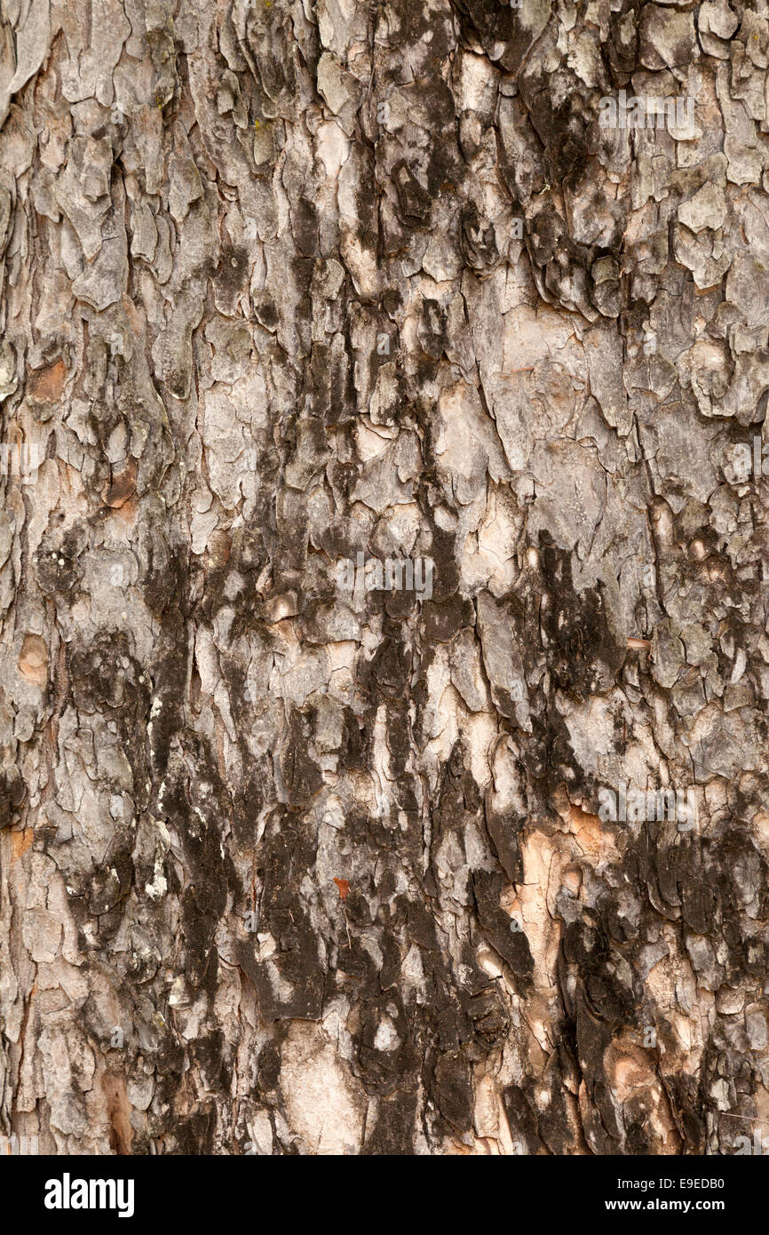 Close up of bark, the West Indian Mahogany tree,  Swietenia mahagoni, growing in Mauritius Stock Photo