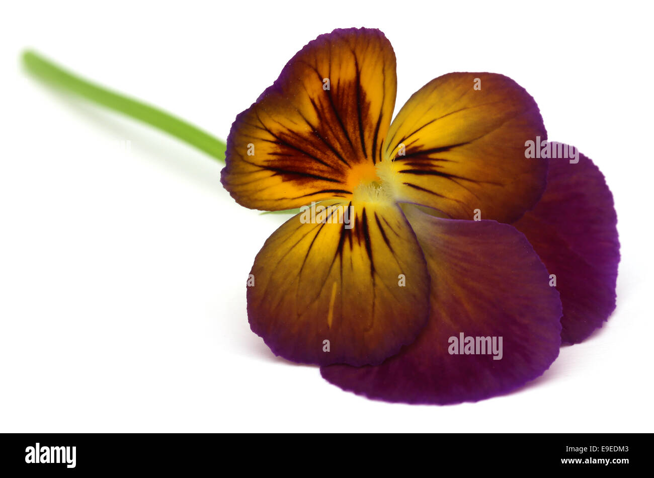 viola flower over white background E9EDM3