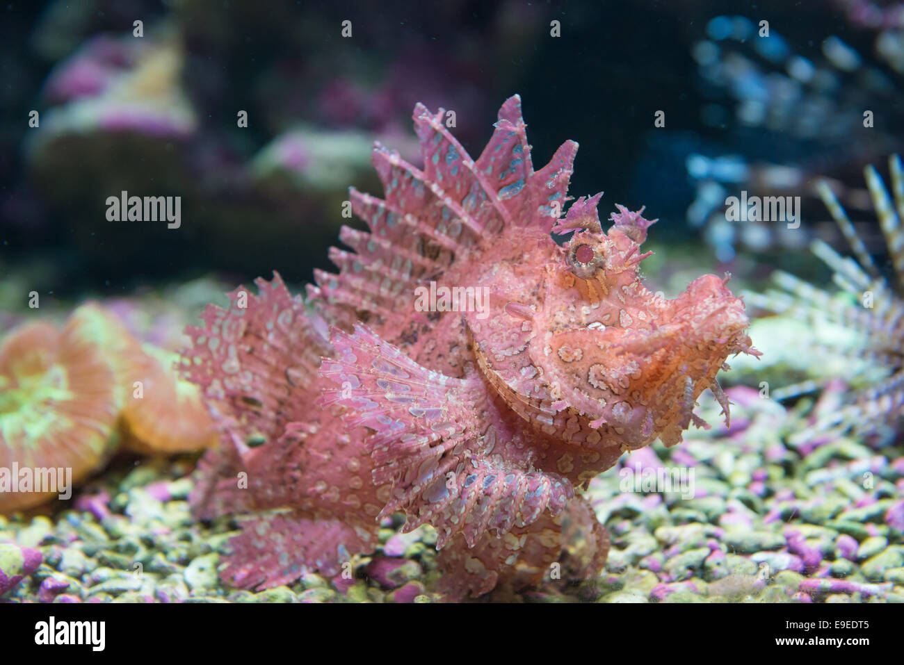 Red scorpionfish (Scorpaena scrofa) uses its unique body shape, skin flaps, and coloration to blend into its underwater surround Stock Photo