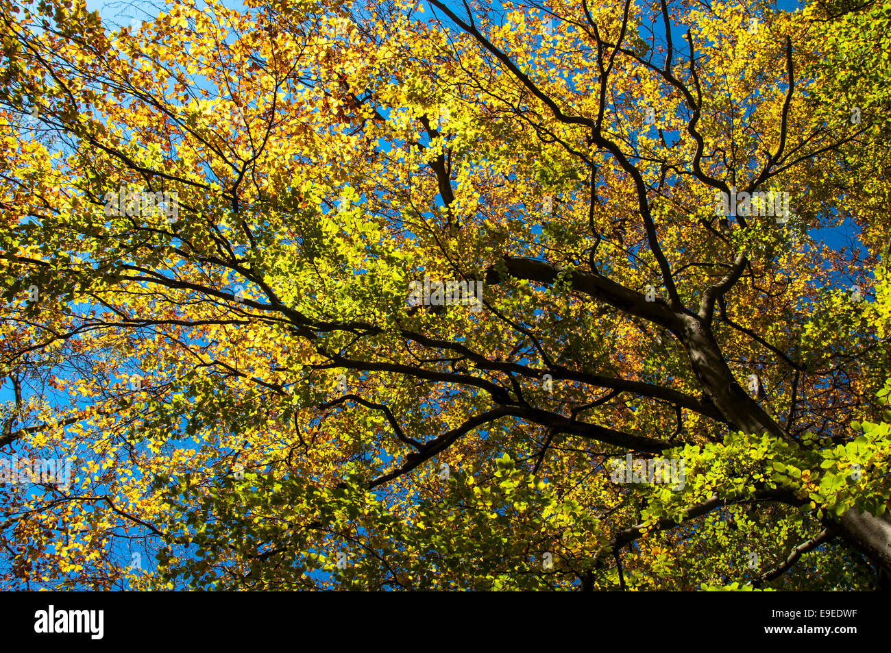 Bright autumn colours of a Beech tree against a deep blue sky at Etherow country park, Cheshire. Stock Photo