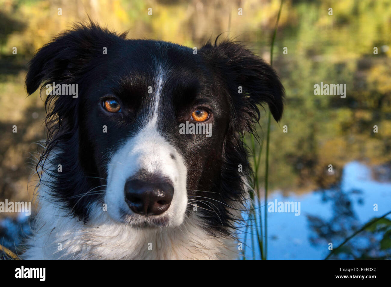Border Collie dog with bright eyes in an autumn landscape of strong colours. Stock Photo
