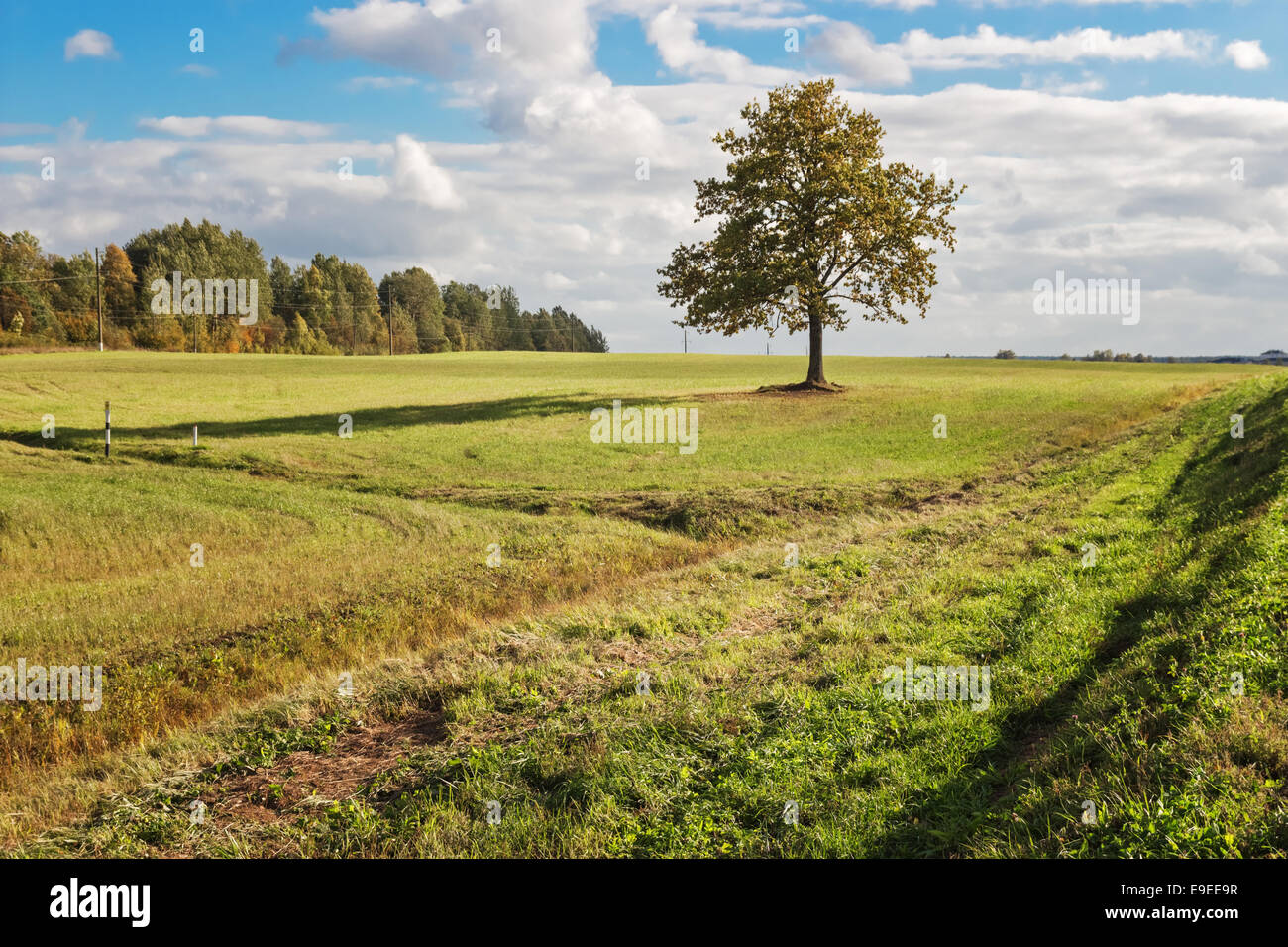 Lonely tree in the field Stock Photo - Alamy