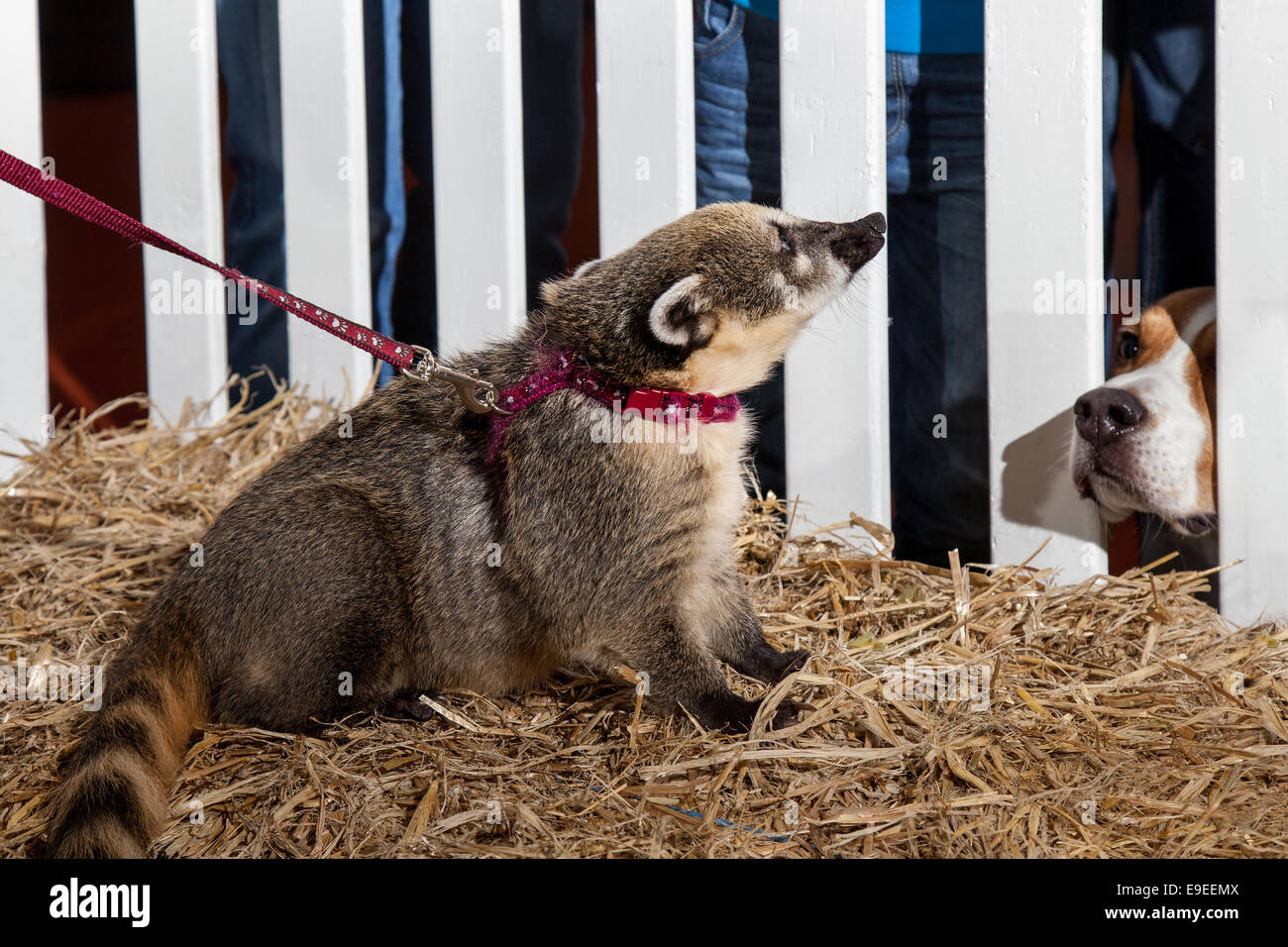 Racoon strange odd pets at Event City, Manchester, UK 26th October, 2014.  Dog looking at Coati at the Family Pet Show taking place at EventCity, adjacent to The Trafford Centre. Stock Photo