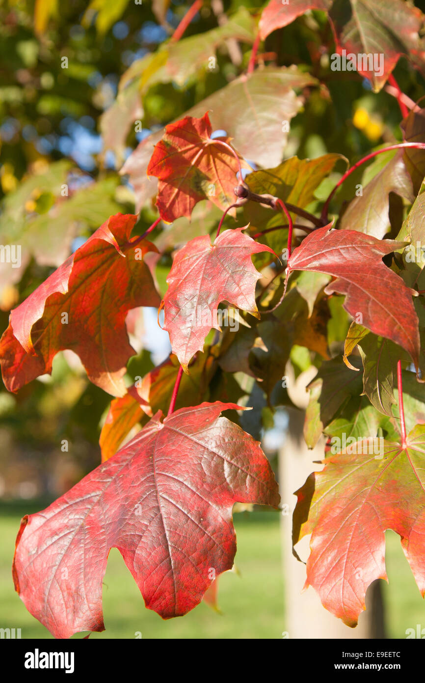 Leaves in fall colours Stock Photo