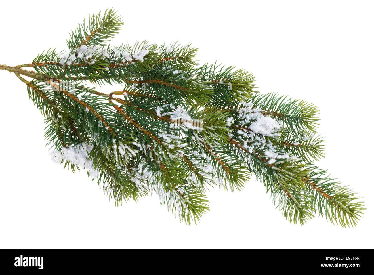 Fir tree branch covered with snow. Isolated on white background Stock ...