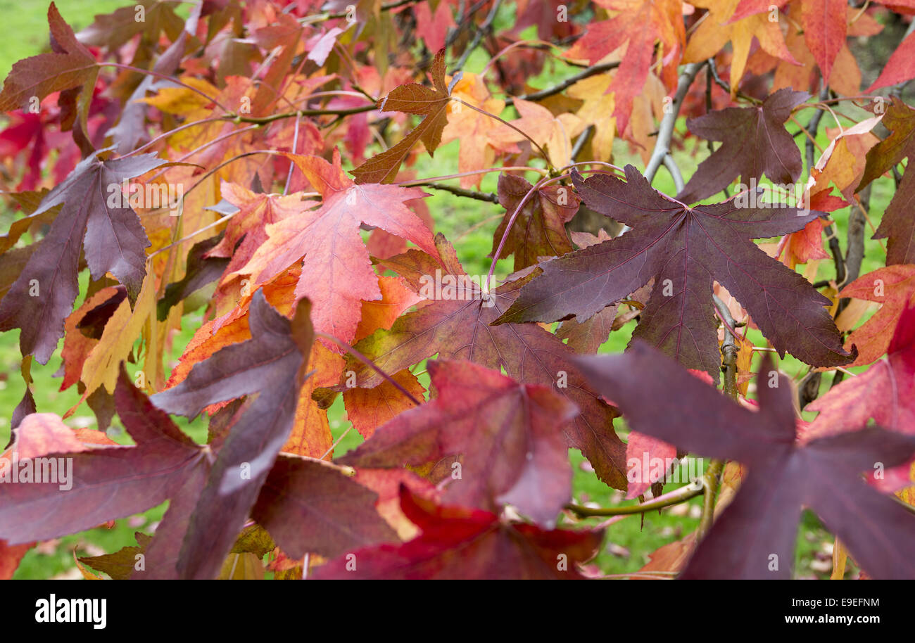 Autumn blaze maple tree hi-res stock photography and images - Alamy
