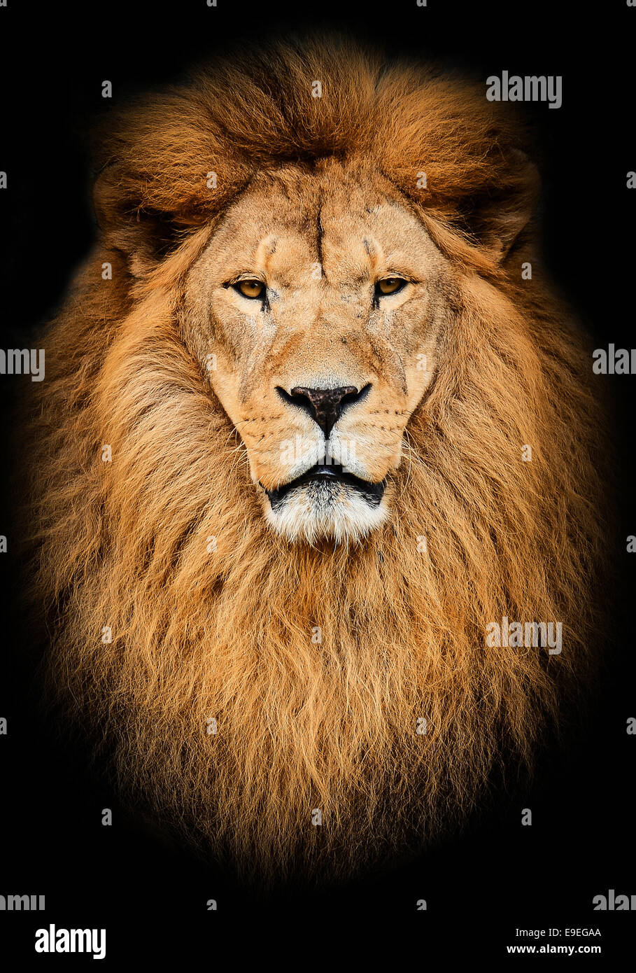 Portrait of huge beautiful male African lion against black background Stock Photo