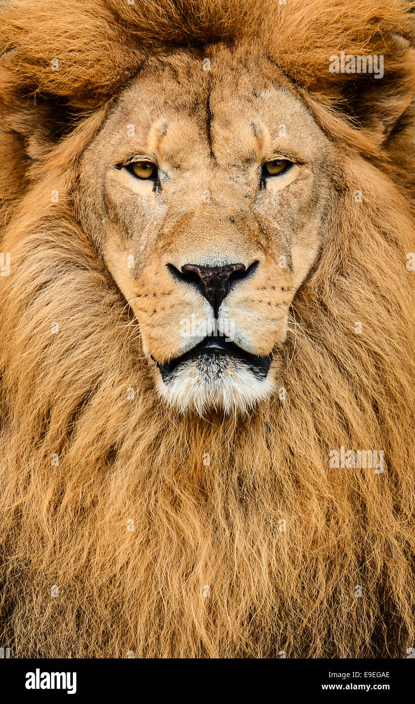 Portrait of huge beautiful male African lion Stock Photo