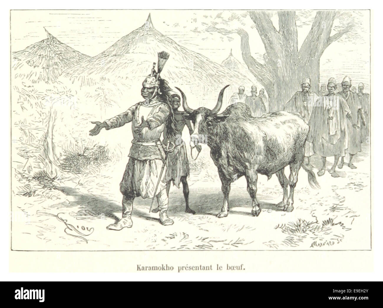 This 19th-century illustration depicts Karamokho, a figure presenting a bull, likely related to historical depictions of livestock and regional culture. The scene offers insights into agricultural traditions and animal husbandry practices. Stock Photo