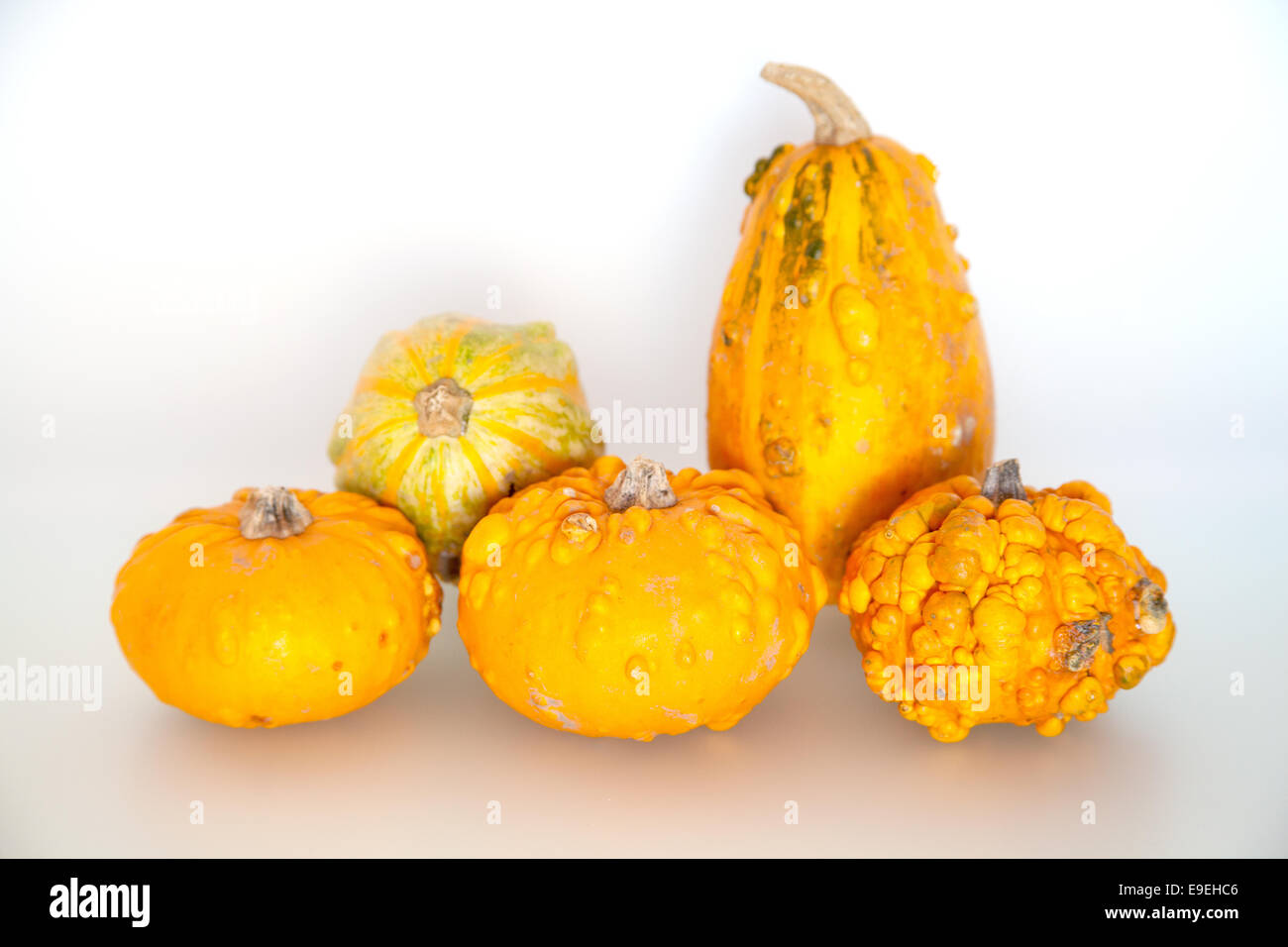 Little Decorative Pumpkins Stock Photo Alamy