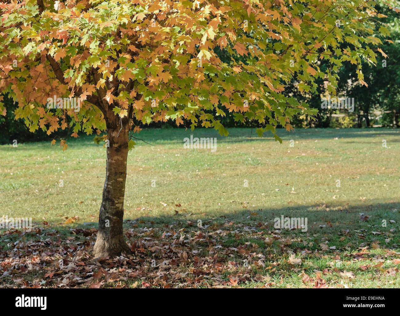 Autumn leaves on a tree. Colorful fall leaves Stock Photo