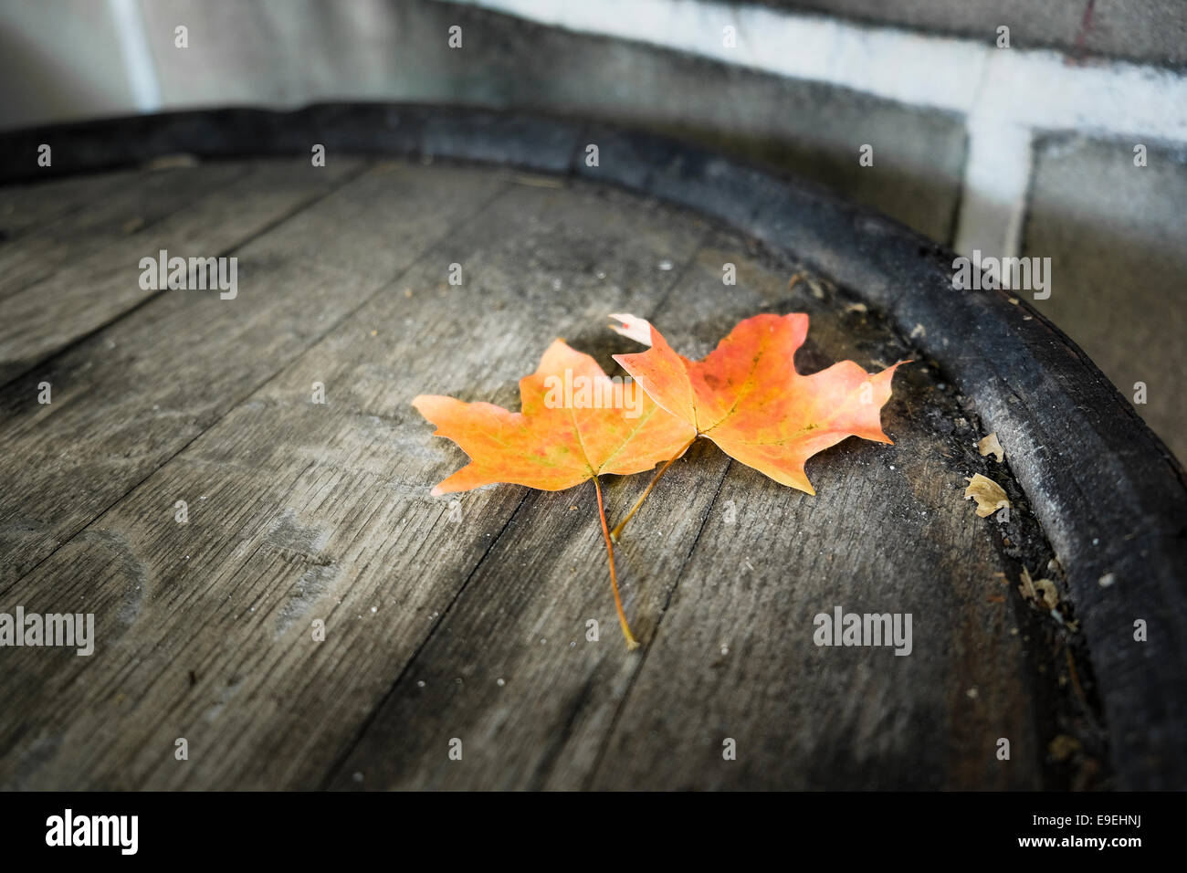 pair of Autumn leaves. Colorful fall leaves Stock Photo