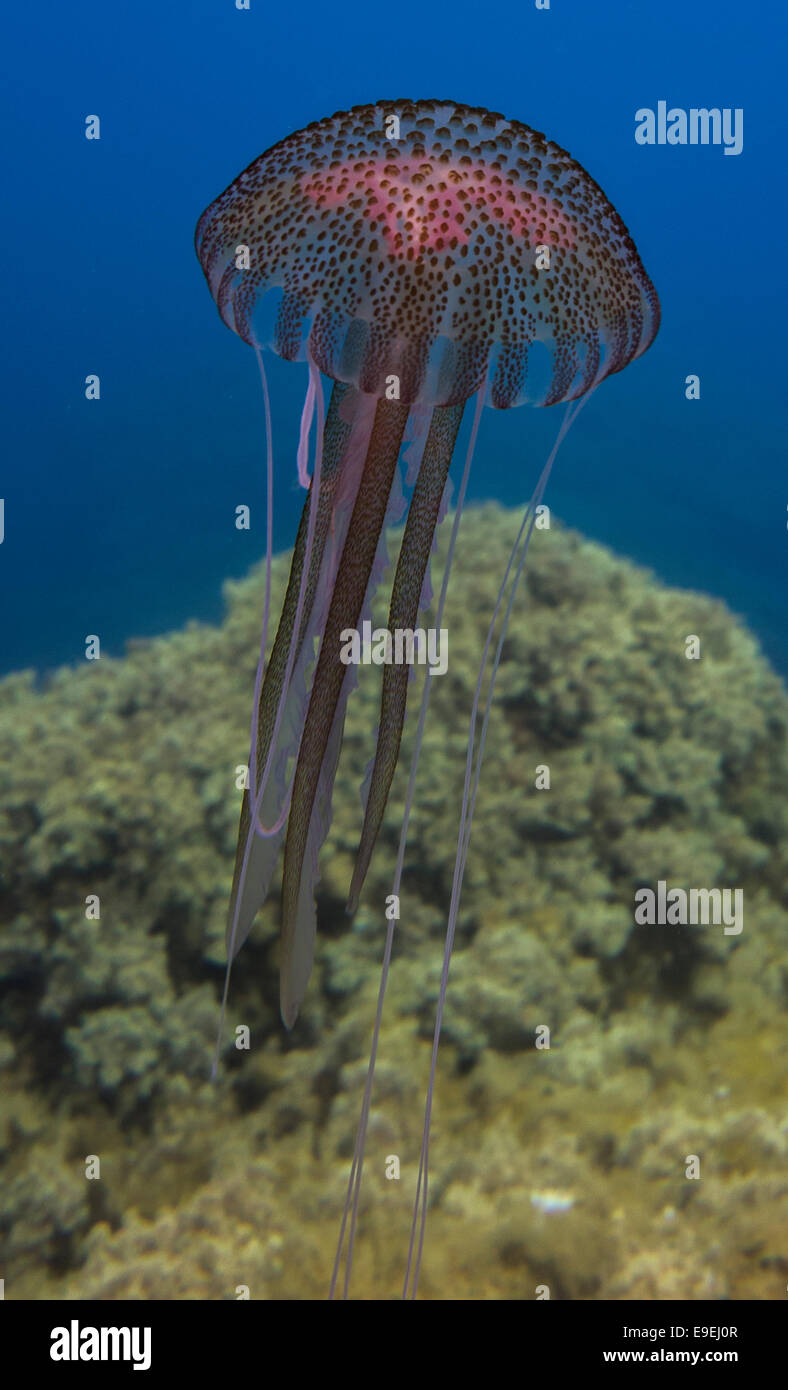 Mauve stinger jellyfish, Pelagica noctiluca, from the Mediterranean Sea, Malta. Stock Photo