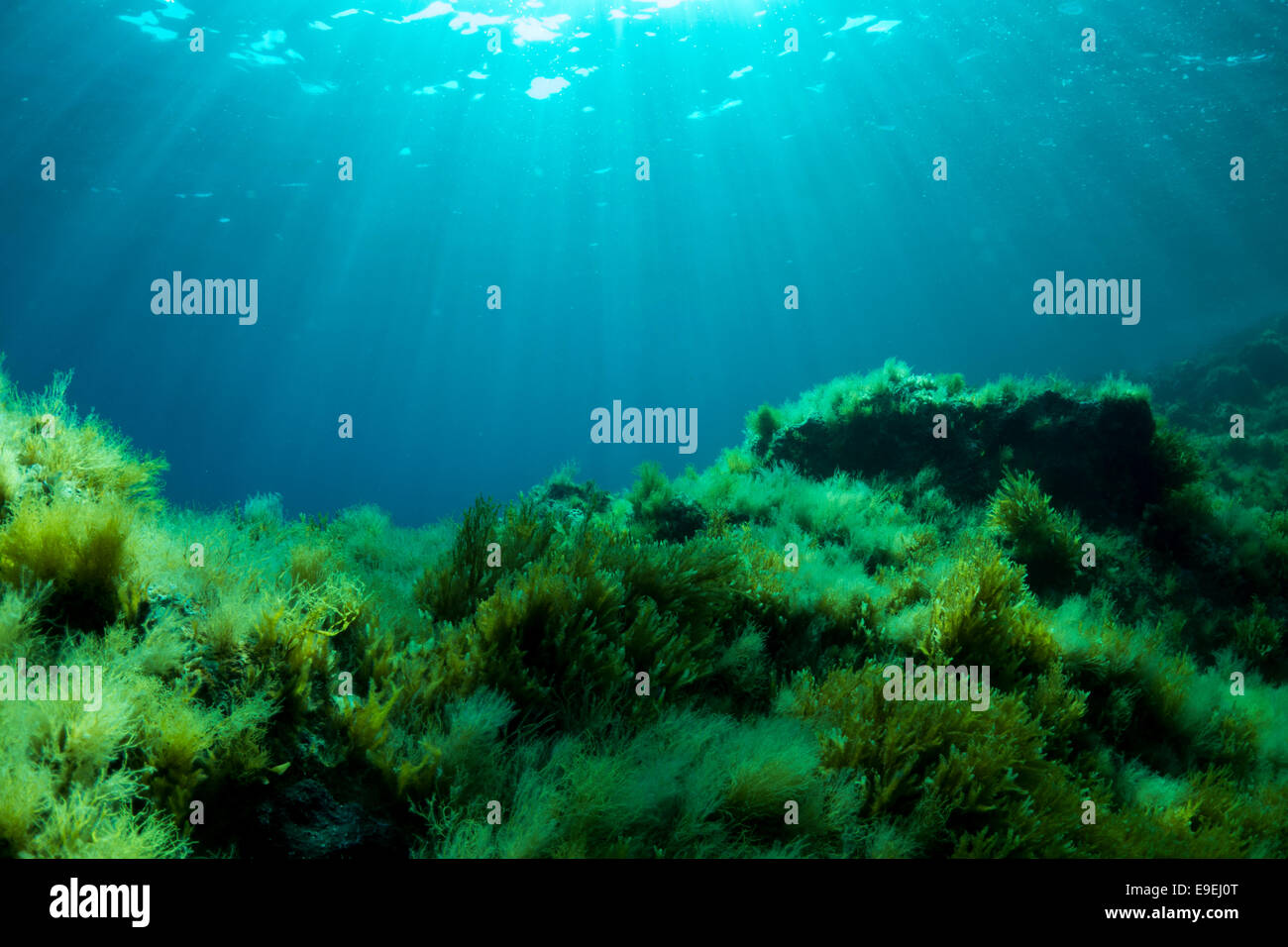 Underwater Landscape of the Mediterranean Sea in Cirkewwa, Malta. Stock Photo