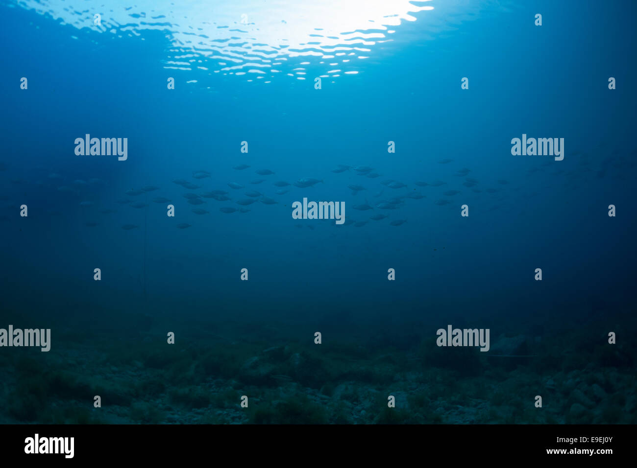 Fish swarm in the blue, Mediterranean Sea. The picture was taken in Xatt-L Ahmar Gozo, Malta. Stock Photo