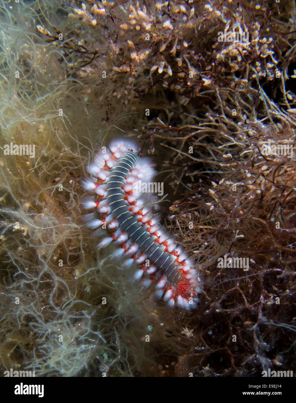 Fireworm are also called Bearded Fire Worm, Hermodice carunculata, in the Mediterranean Sea. This picture was taken in Malta. Stock Photo