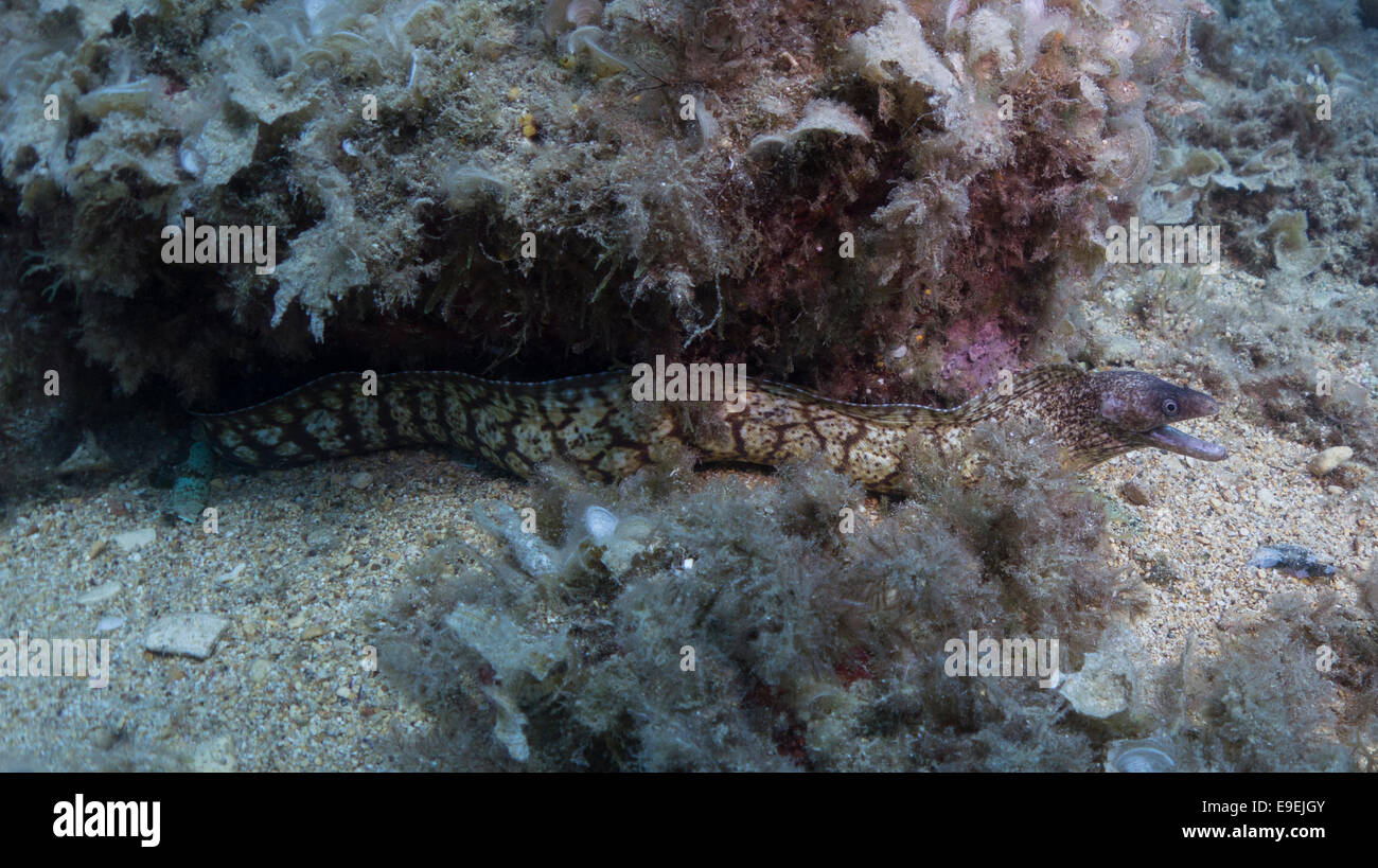 Mediterranean Moray eel, Muraena helena, in Valletta, Malta. Stock Photo