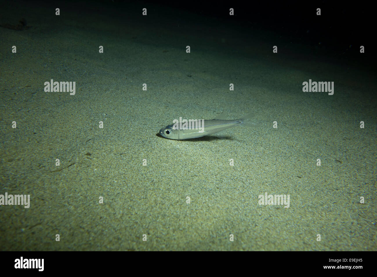 Big-scale sand smelt, Atherina boyeri, looking for small benthic crustacean and molluscs. Picture from Malta, Mediterranean Sea Stock Photo