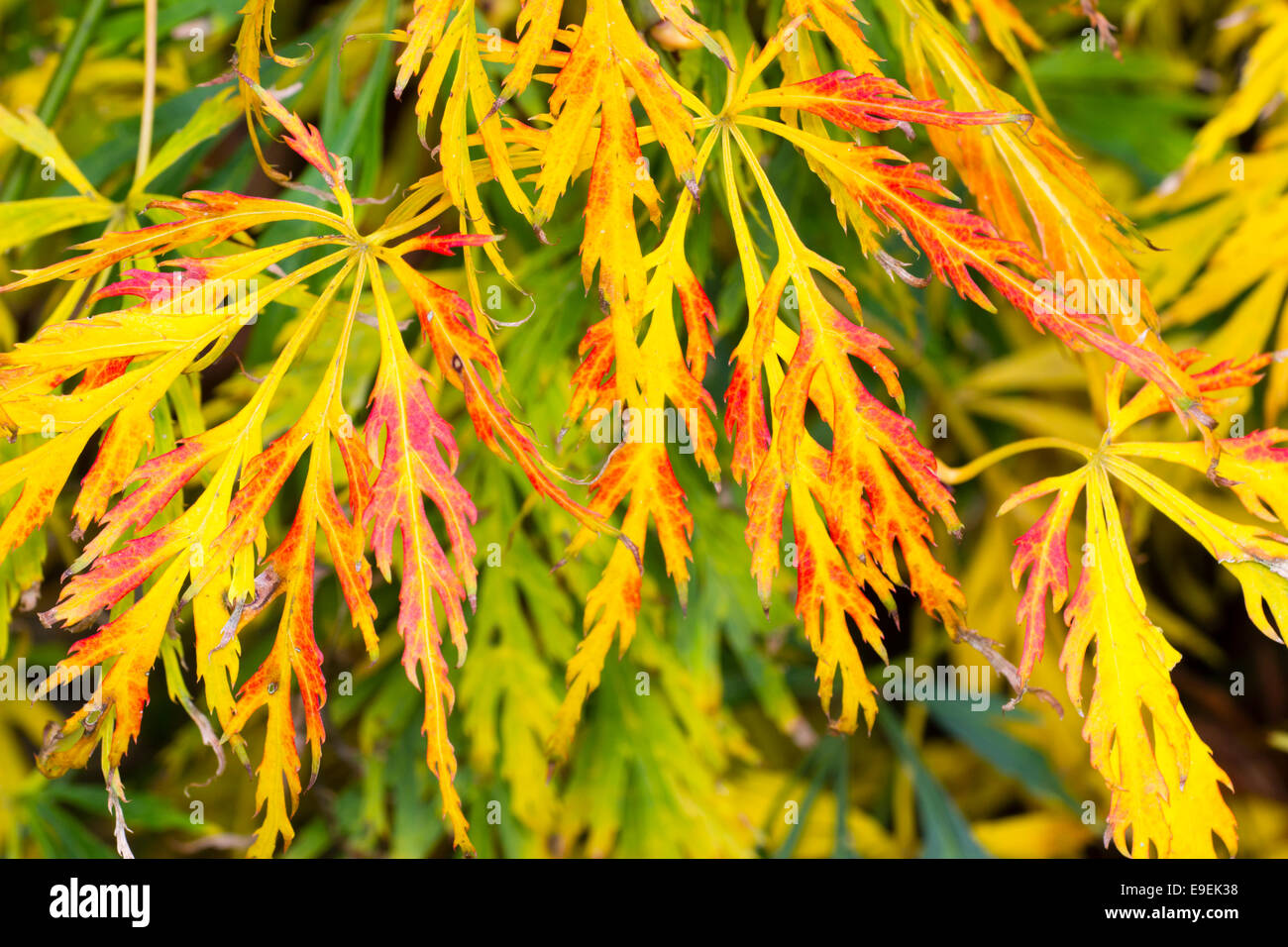 Red and gold autumn colour / fall color of Acer palmatum dissectum Stock Photo