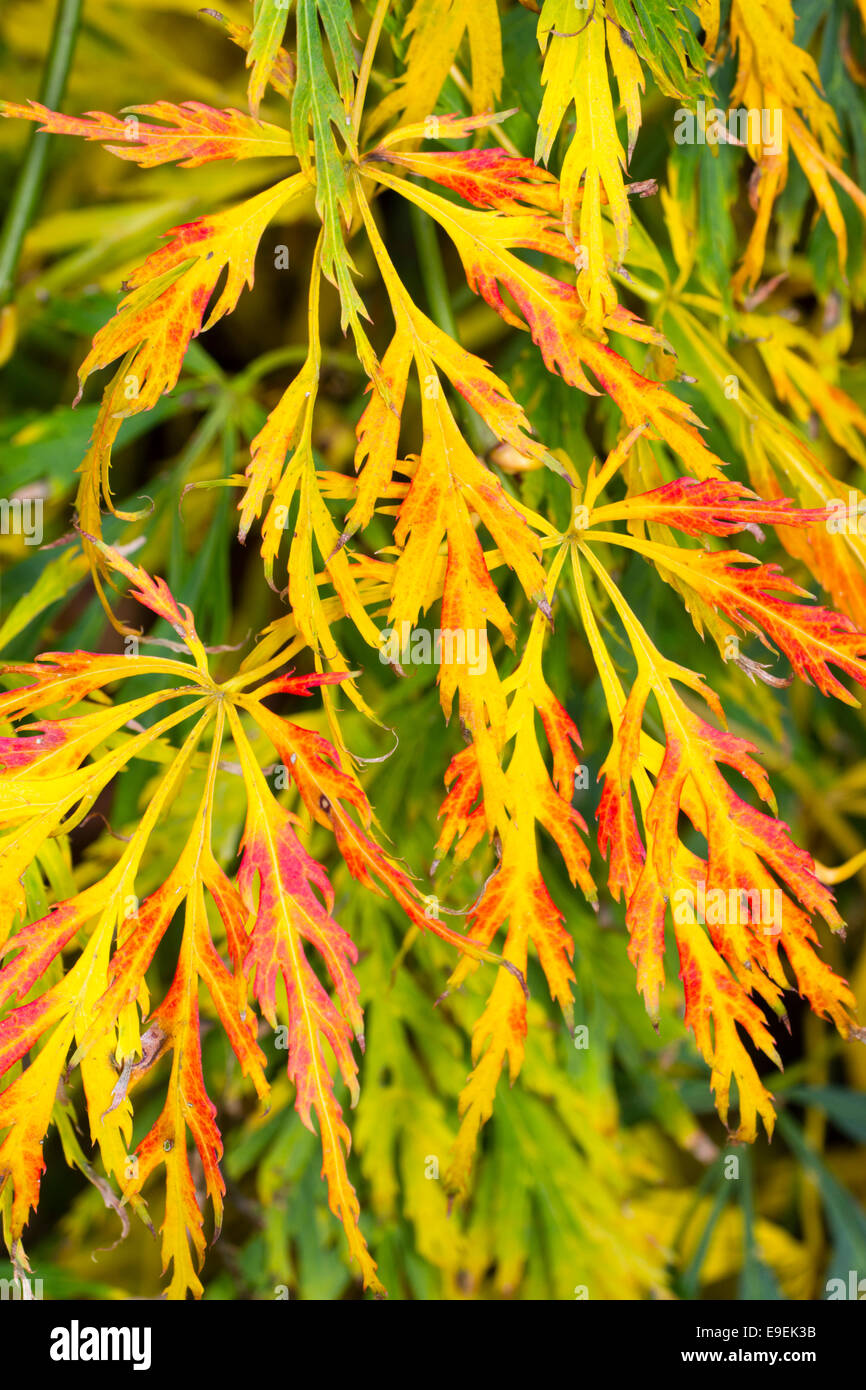 Red and gold autumn colour / fall color of Acer palmatum dissectum Stock Photo