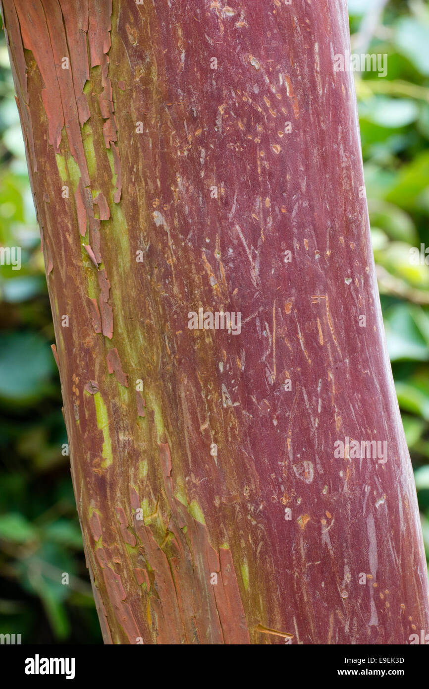Ornamental bark of the evergreen strawberry tree, Arbutus x andrachnoides Stock Photo
