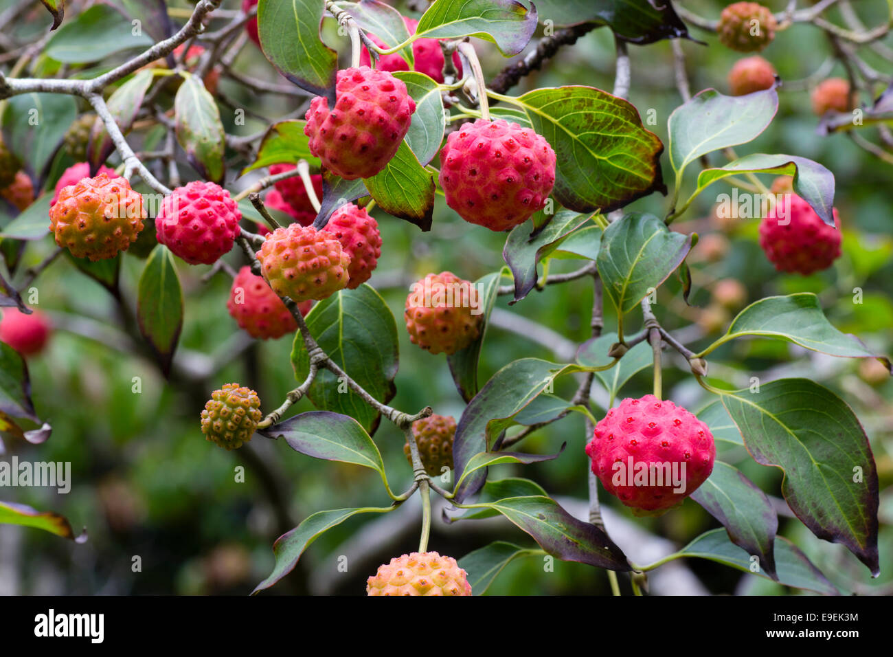Decorative autumn fruit of the spring flowering dogwood, Cornus kousa Stock Photo