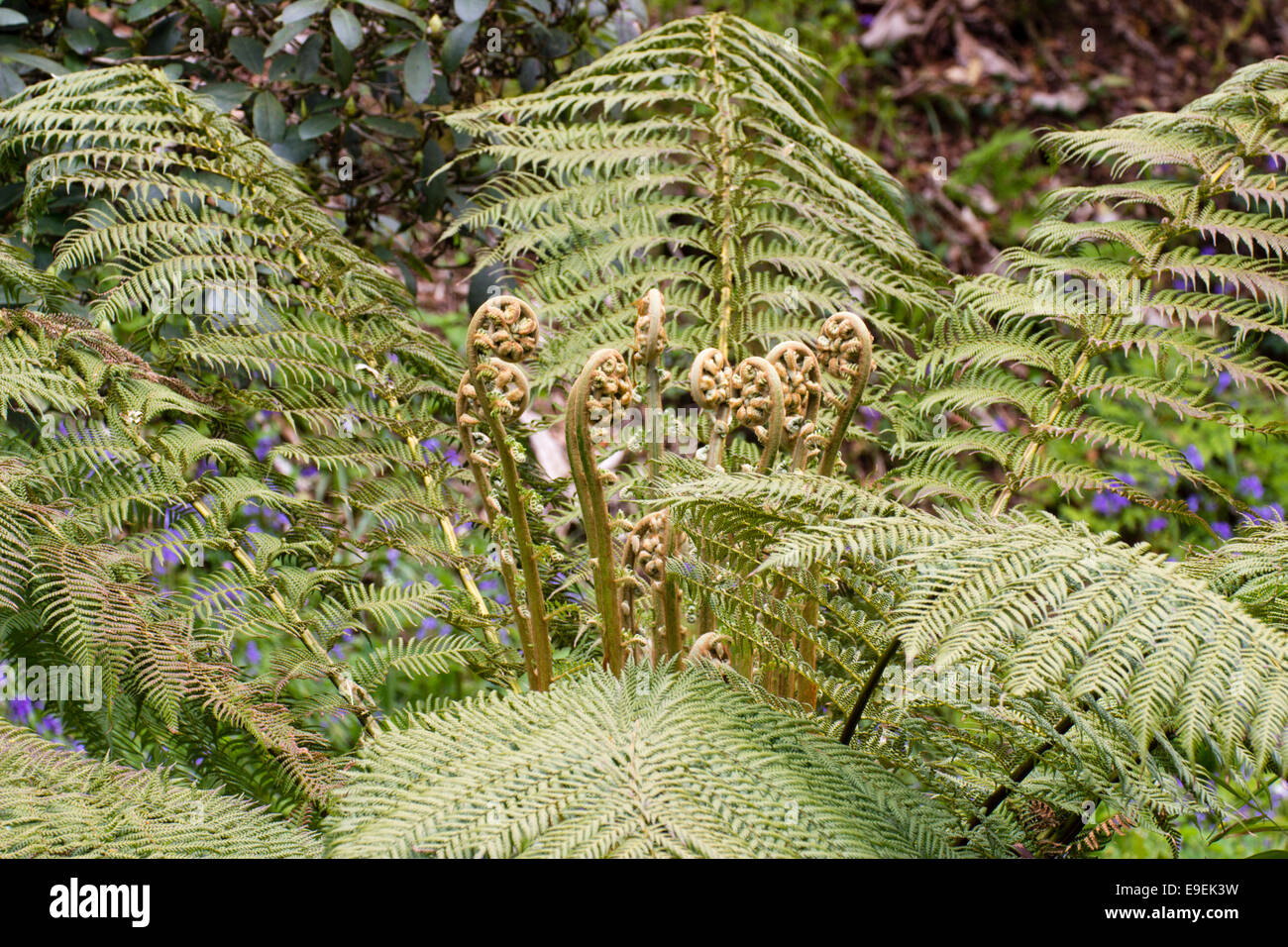 Unfolding fronds of the Australian tree fern, Dicksonia antarctica, during the spring flush Stock Photo