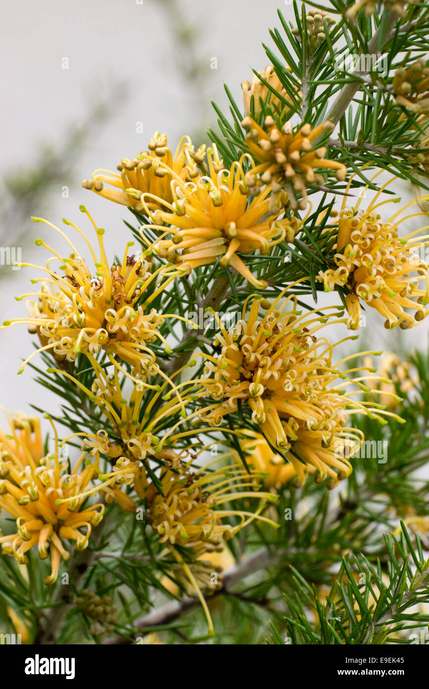 Spidery flowers of the Australian native Grevillea juniperina f. sulphurea Stock Photo