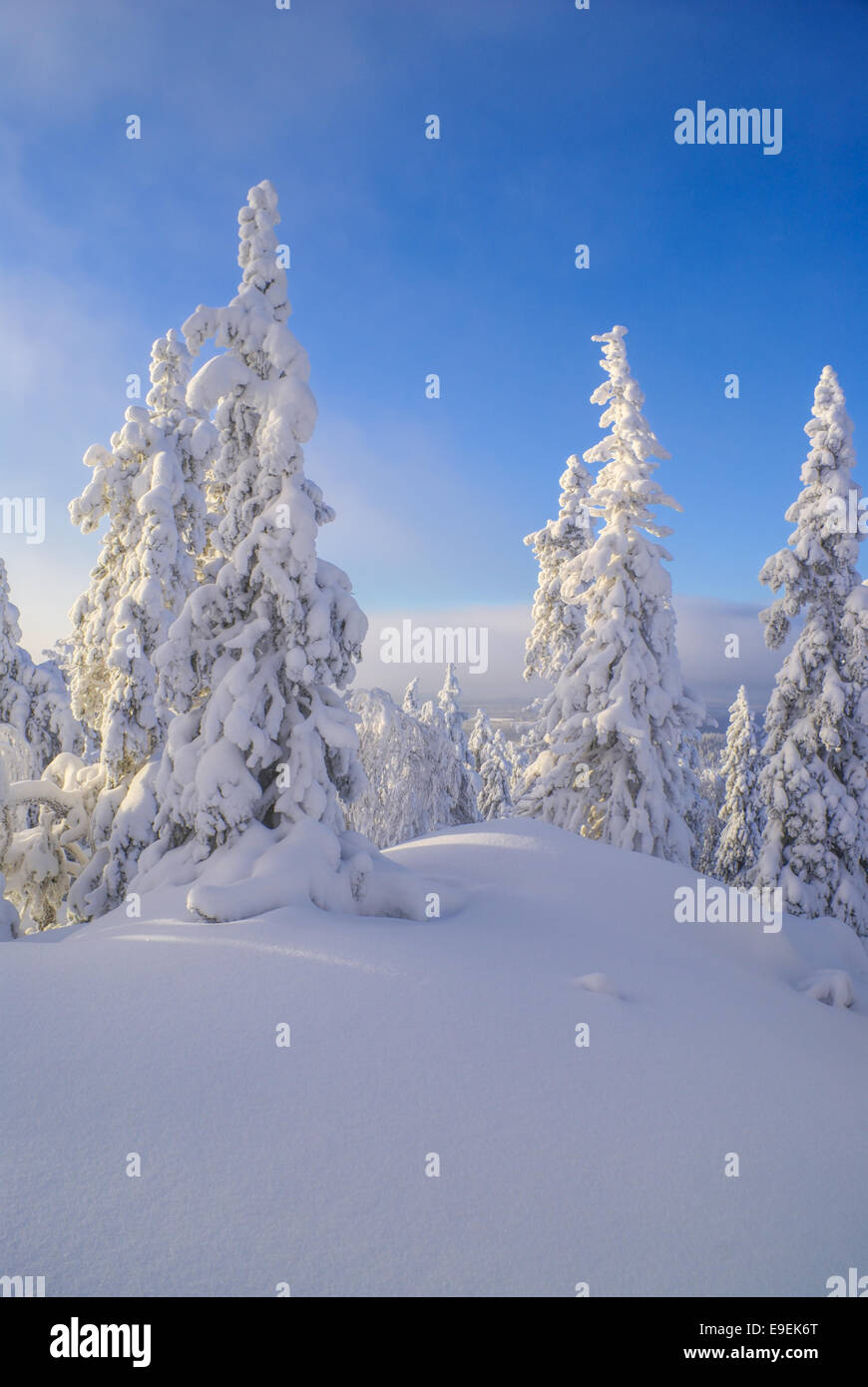 Picturesque view of trees almost completely hidden by snow Stock Photo