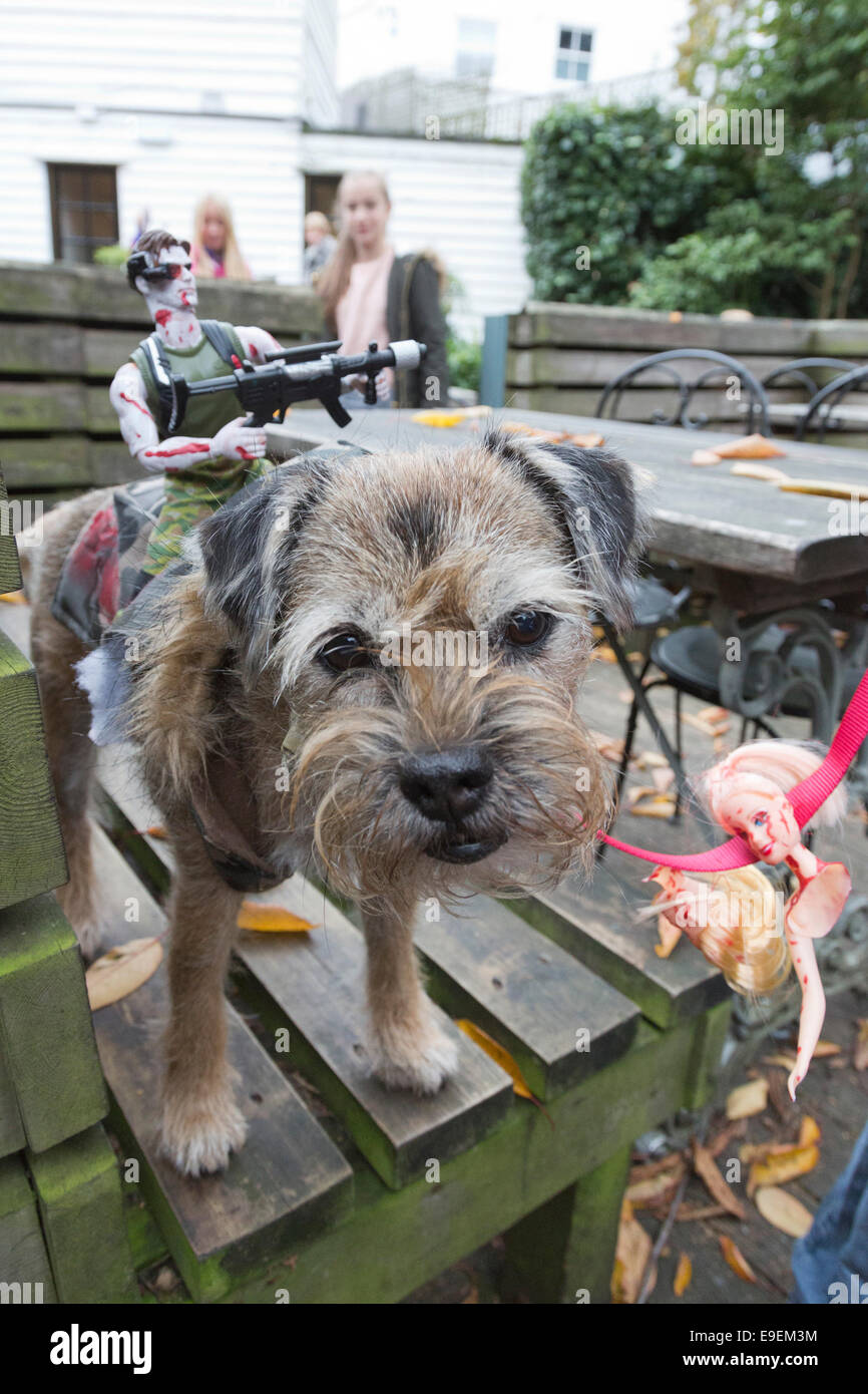 Dogs in fancy dress at the Halloween Dog Walk organised by charity All