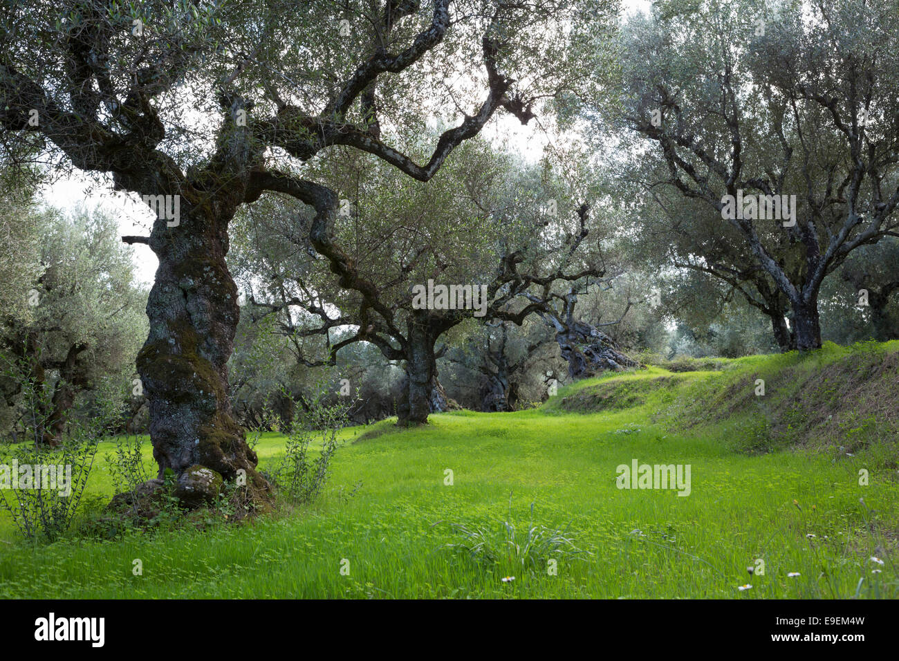 Olive grove at Zakynthos Greece Stock Photo Alamy