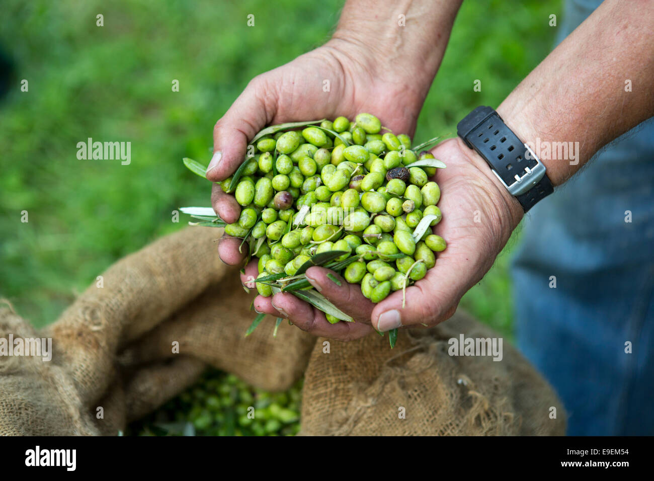 Hands showing just harvested olives crop above a bag at Greece Stock Photo